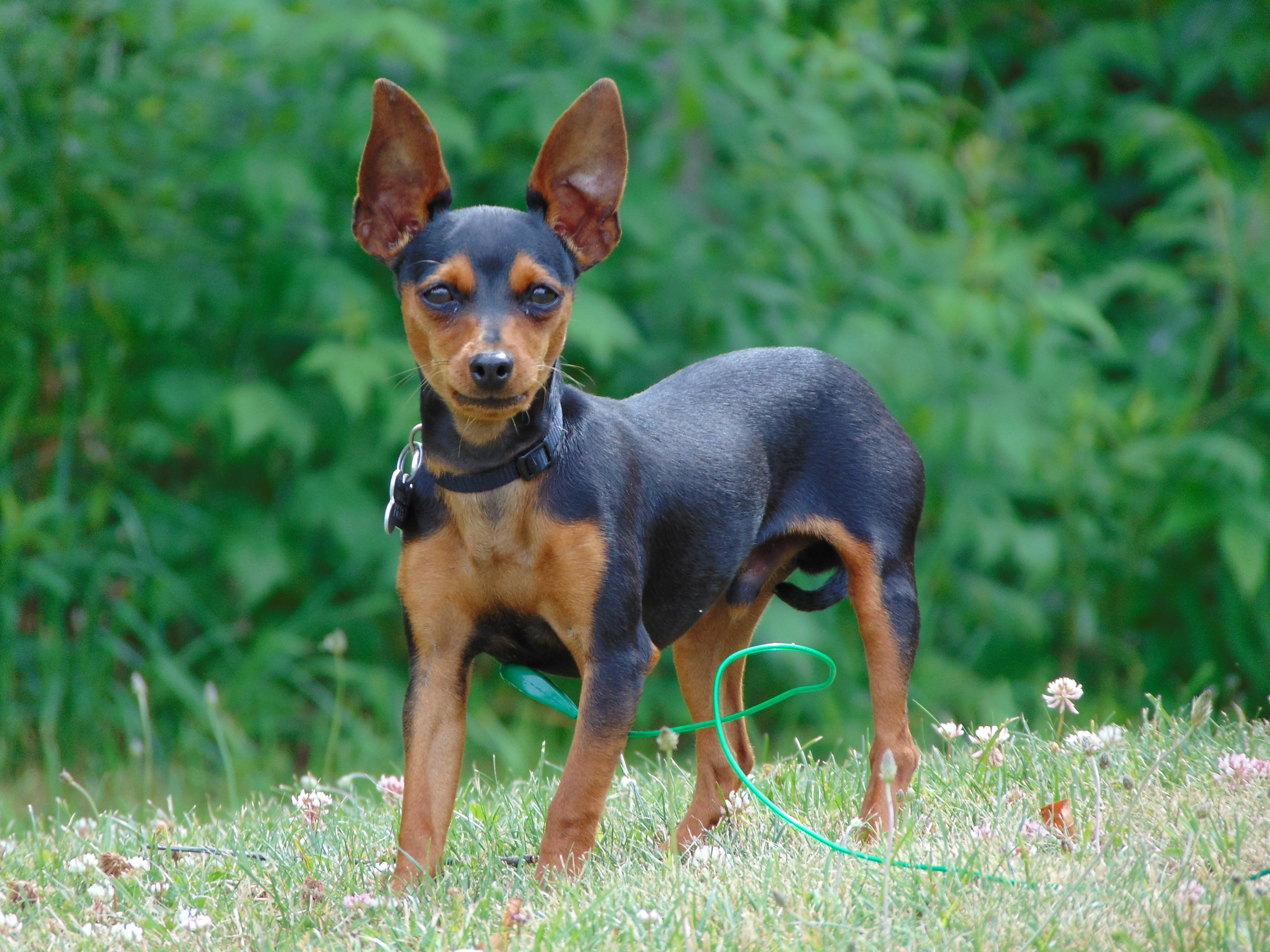 domestic, looking at camera, standing, land, photography, black, green color, adorable, pinscher, grass, min, no people, purebred, nature, canine, pets, HD Wallpaper