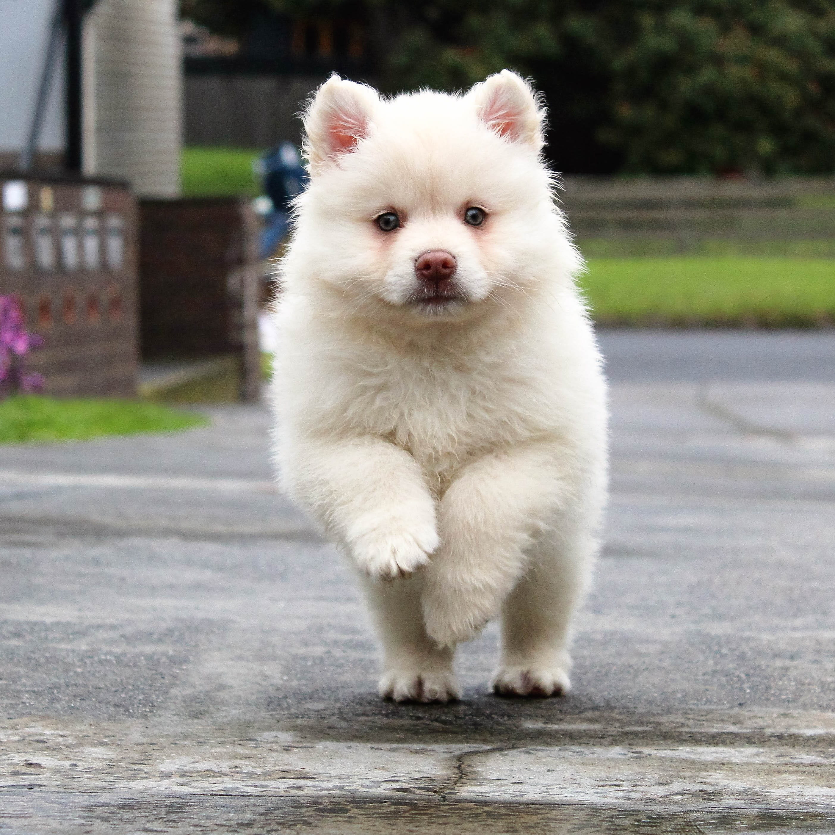 pedigree, 2K, looking at camera, pomeranian, mammal, one animal, vertebrate, little, city, day, sweet, animal, coated, outdoor, full length, baby, domestic animals, Phone HD Wallpaper