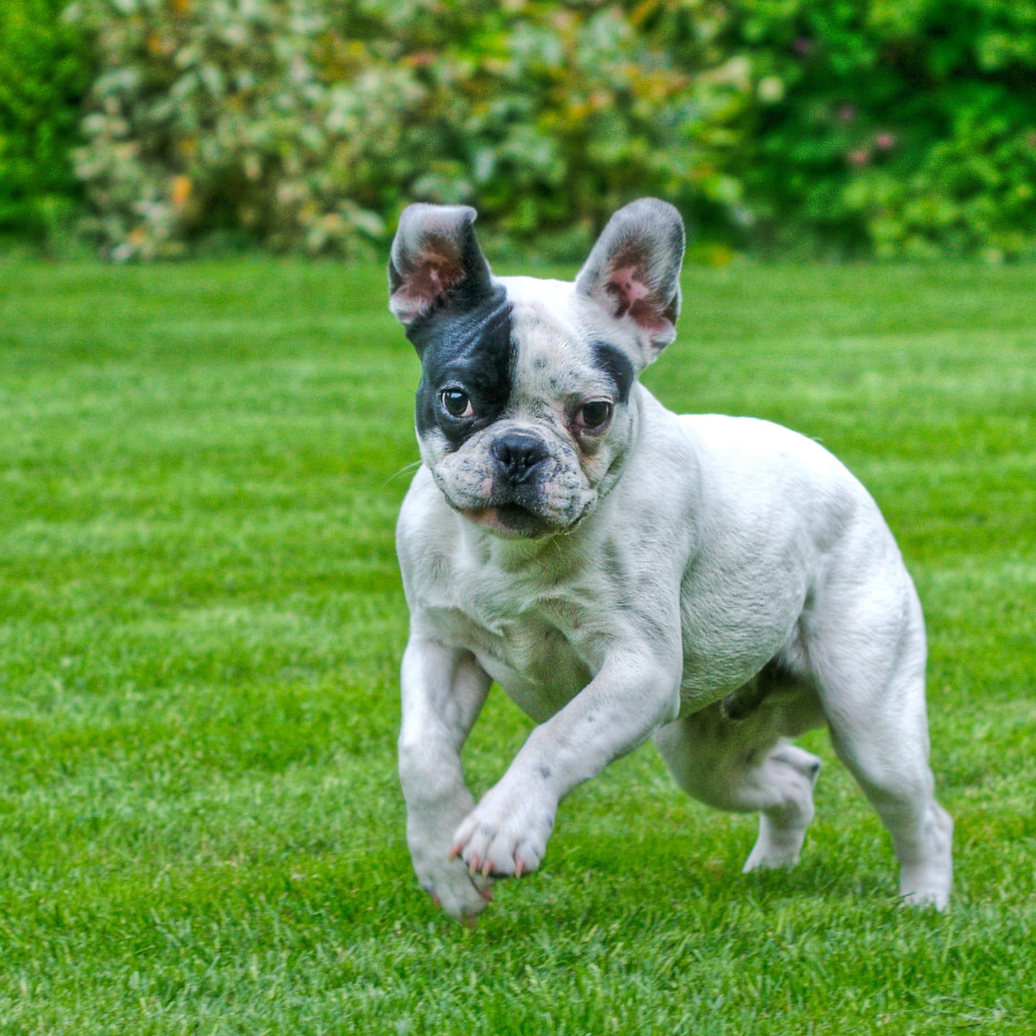 no people, french bulldog, looking at camera, land, focus on foreground, day, 1080P, dog, animal, portrait, small, puppy, grass, running, nature, outdoors, Phone HD Wallpaper