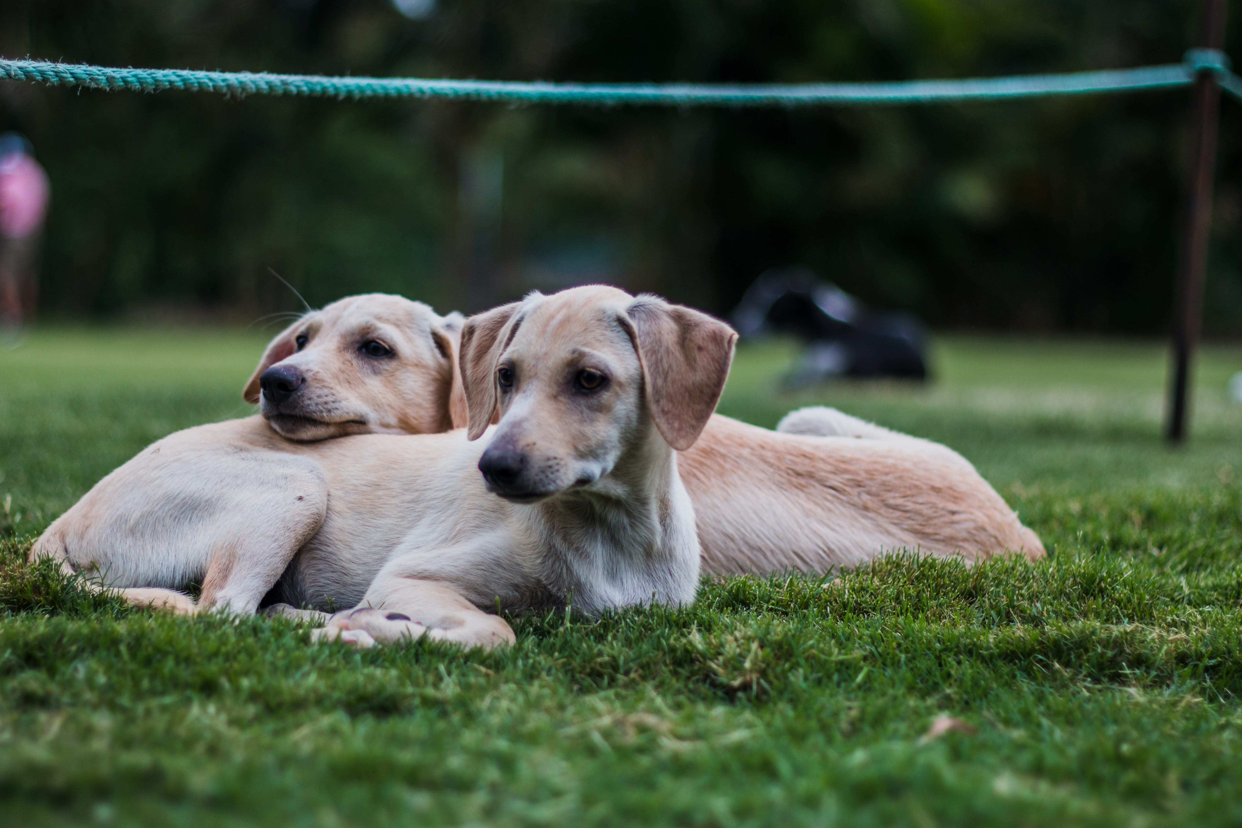 Dog, Animal, day, animal themes, happy, daytime, no people, vertebrate, grass, small, pets, domestic, Canine, Pet, adorable, pet, fur, Cute, young animal, HD Wallpaper