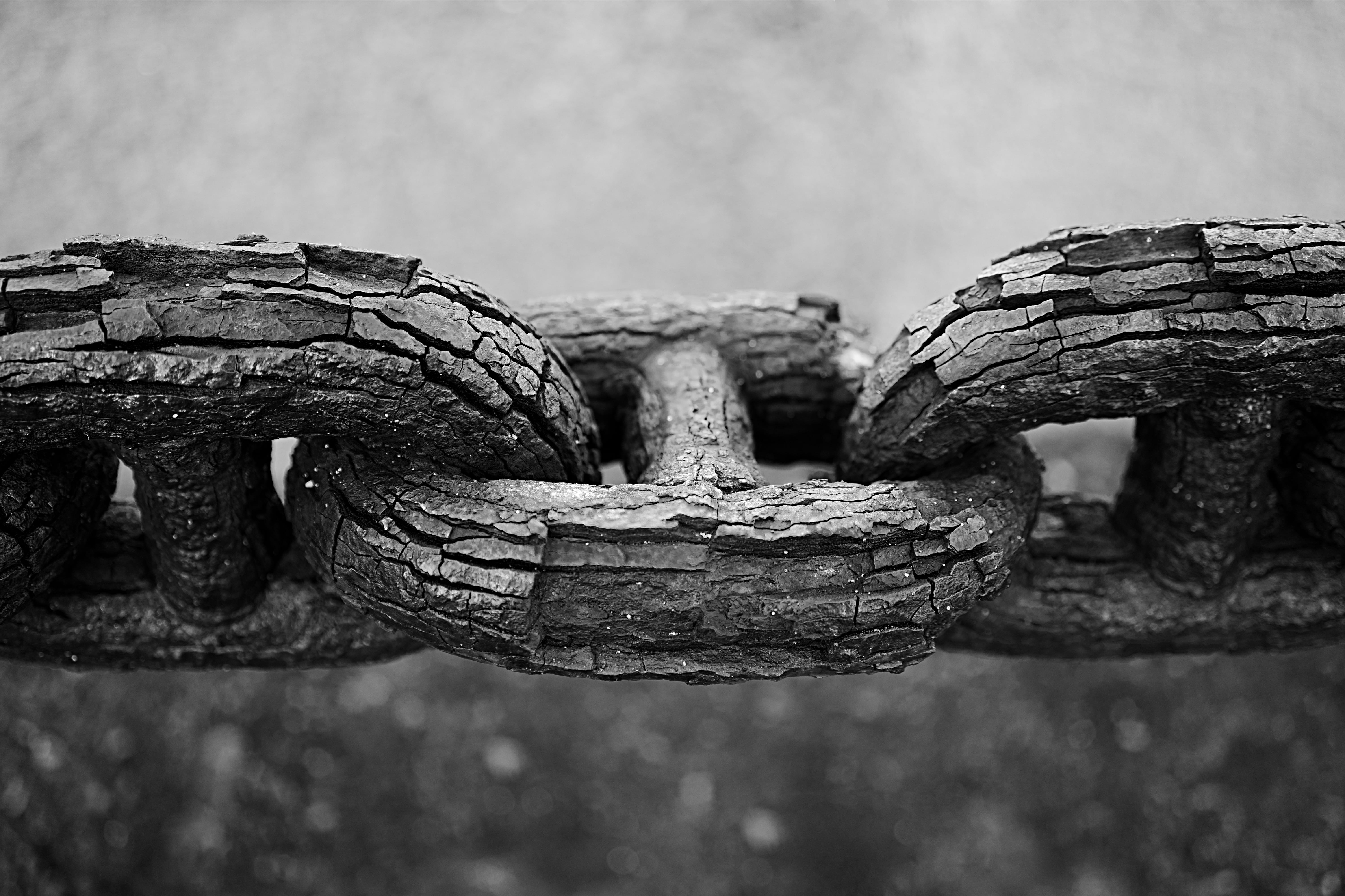 unity, focus on foreground, hold, strength, nature, animal, day, tree, links, history, one animal, weathered, link, chain, black and white, wood - material, HD Wallpaper