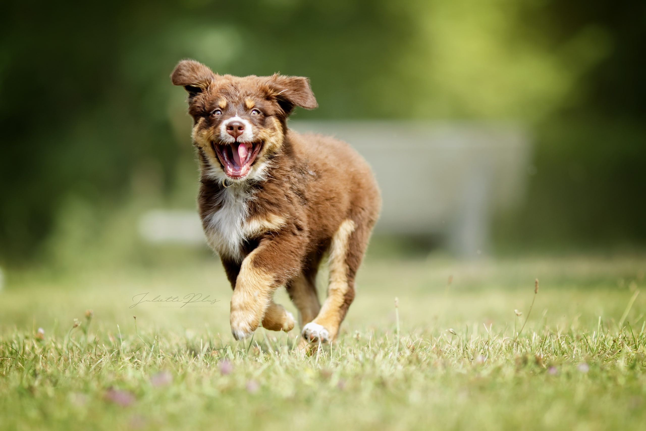 mammal, field, vertebrate, mouth, 2K, domestic animals, day, animal, running, green color, selective focus, nature, animal themes, plant, pets, jumping, HD Wallpaper