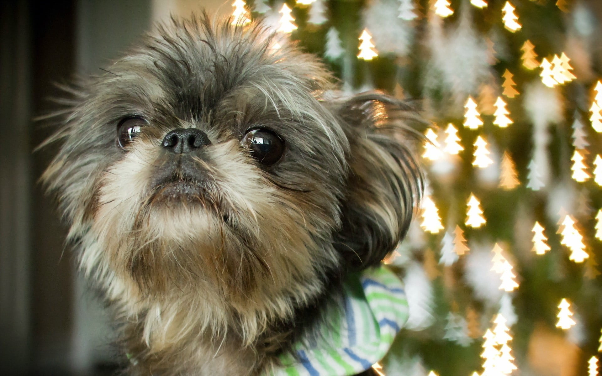 domestic animals, puppy, adult, eyes, muzzle, shih tzu, animal themes, animal head, vertebrate, animal hair, pets, canine, small, blue, mammal, 1080P, HD Wallpaper