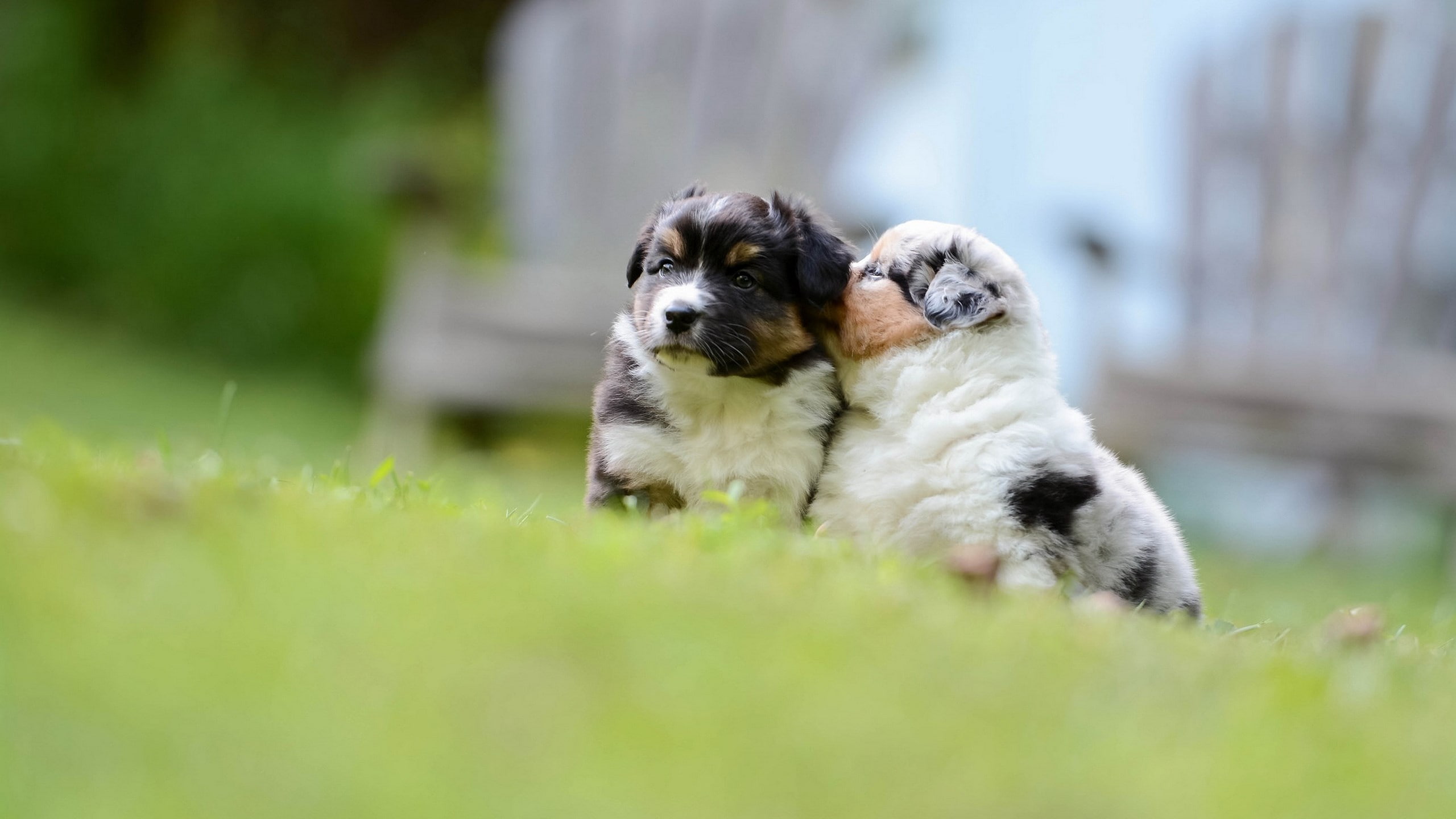 2K, cute puppie dog picture, purebred dog, lap dog, shih tzu, domestic animals, plant, puppy, young animal, mammal, selective focus, small, domestic, cavalier king charles spaniel, HD Wallpaper