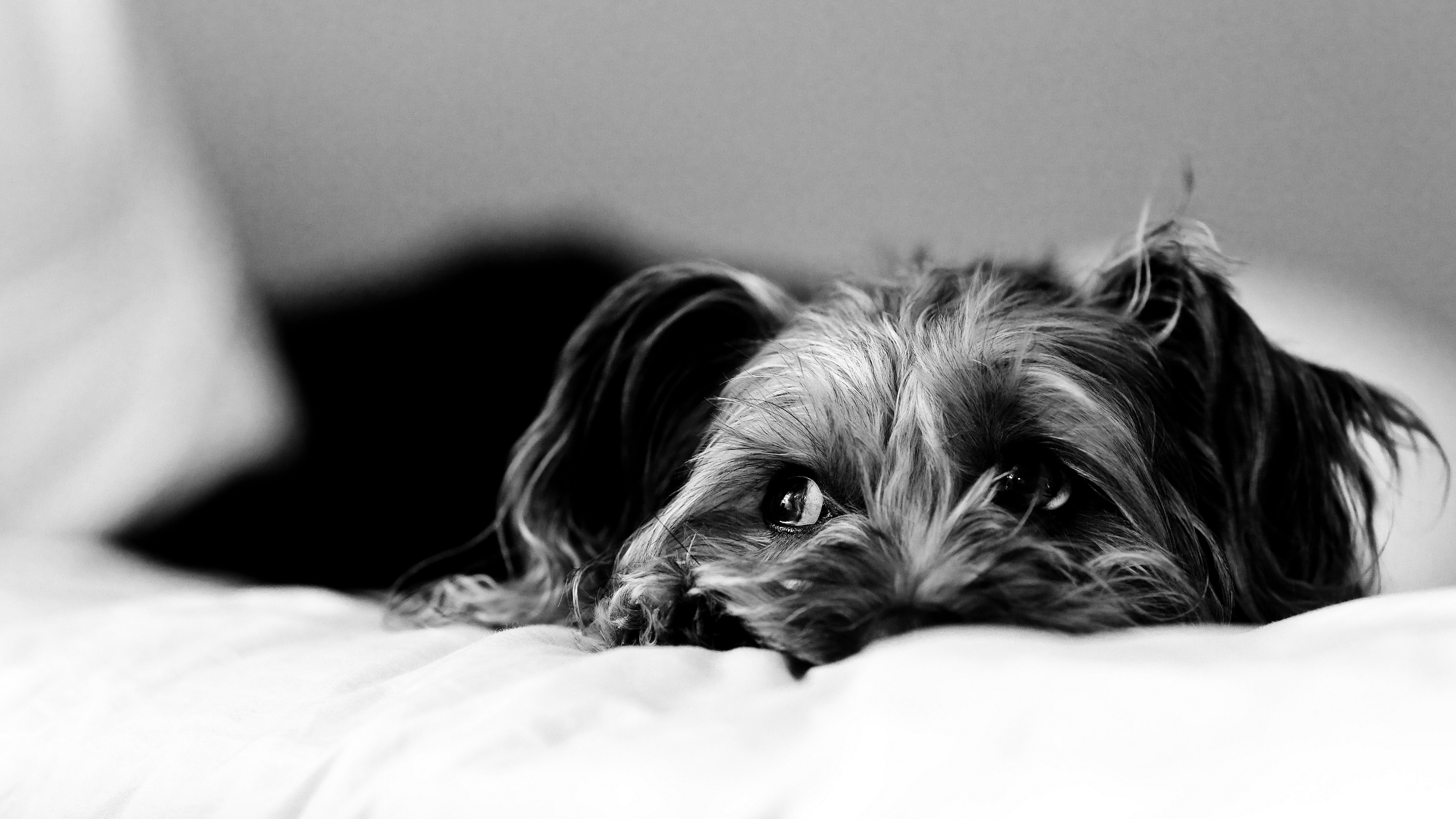 domestic, bed, young animal, dog, shih tzu, animal themes, lap dog, 8K, pets, relaxation, animal, puppy, furniture, domestic animals, small, image of sad terrier dog, HD Wallpaper
