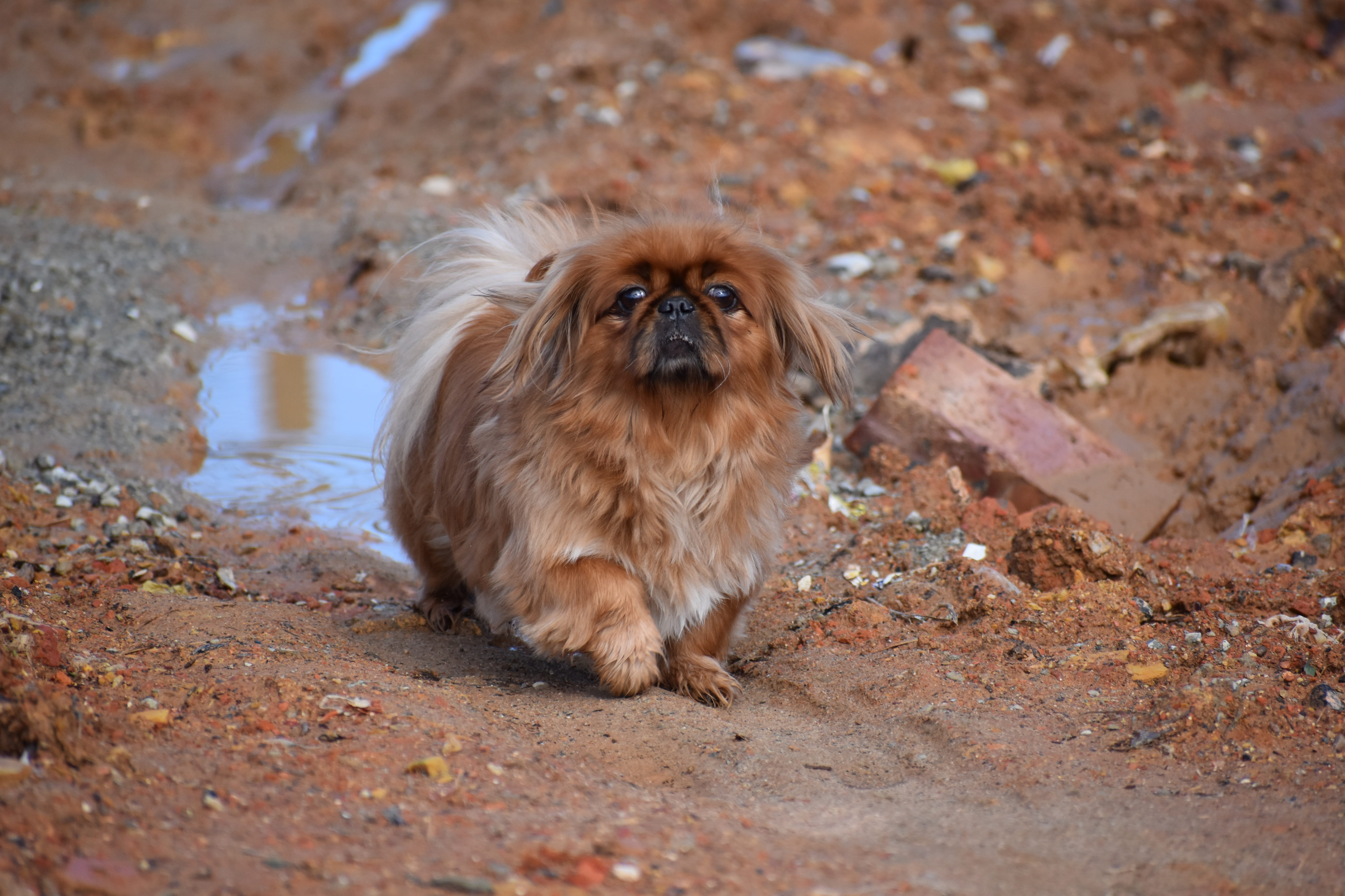 vertebrate, canine, portrait, small, shih tzu, domestic, hair, 5K, land, nature, mammal, no people, one animal, wet, domestic animals, lap dog, outdoors, HD Wallpaper