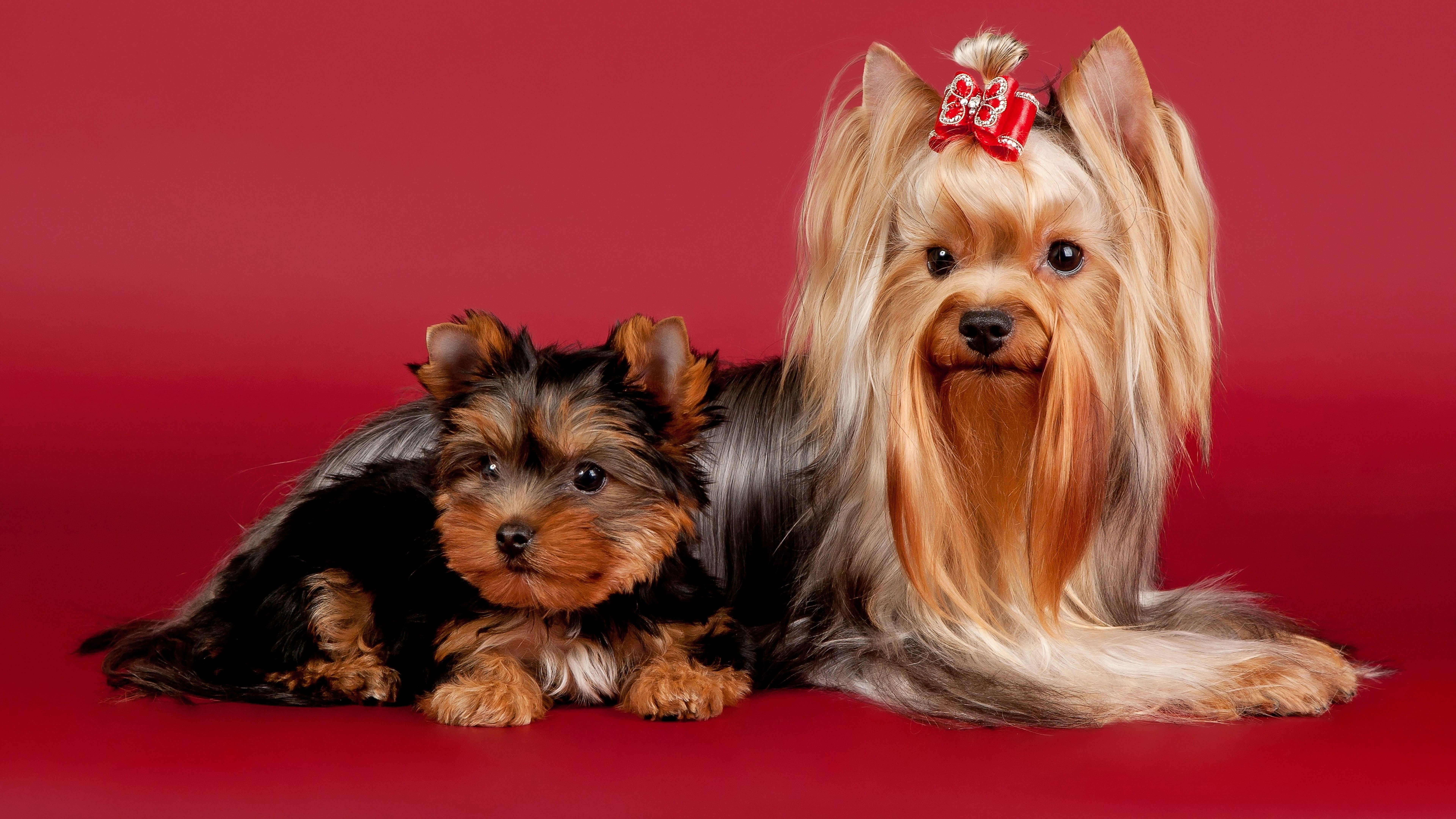 indoors, animal, lap dog, red background, studio shot, one animal, domestic animals, animal themes, dog, red, shih tzu, small, canine, yorkshire terrier, HD Wallpaper