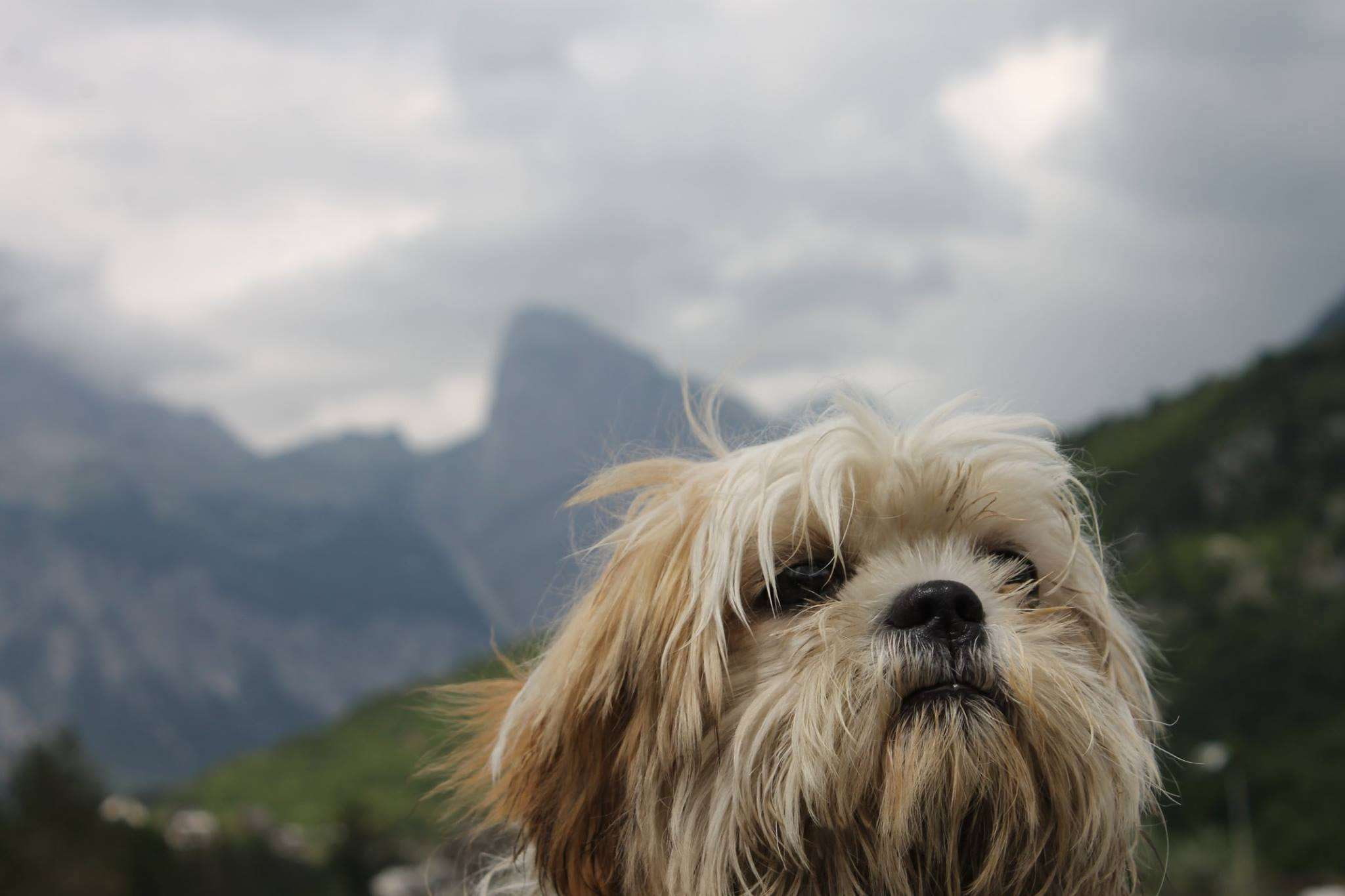 domestic animals, one animal, albania, pumpkin, small, terrier, cloud - sky, 1080P, animal body part, looking at camera, animal, no people, pets, animal themes, HD Wallpaper