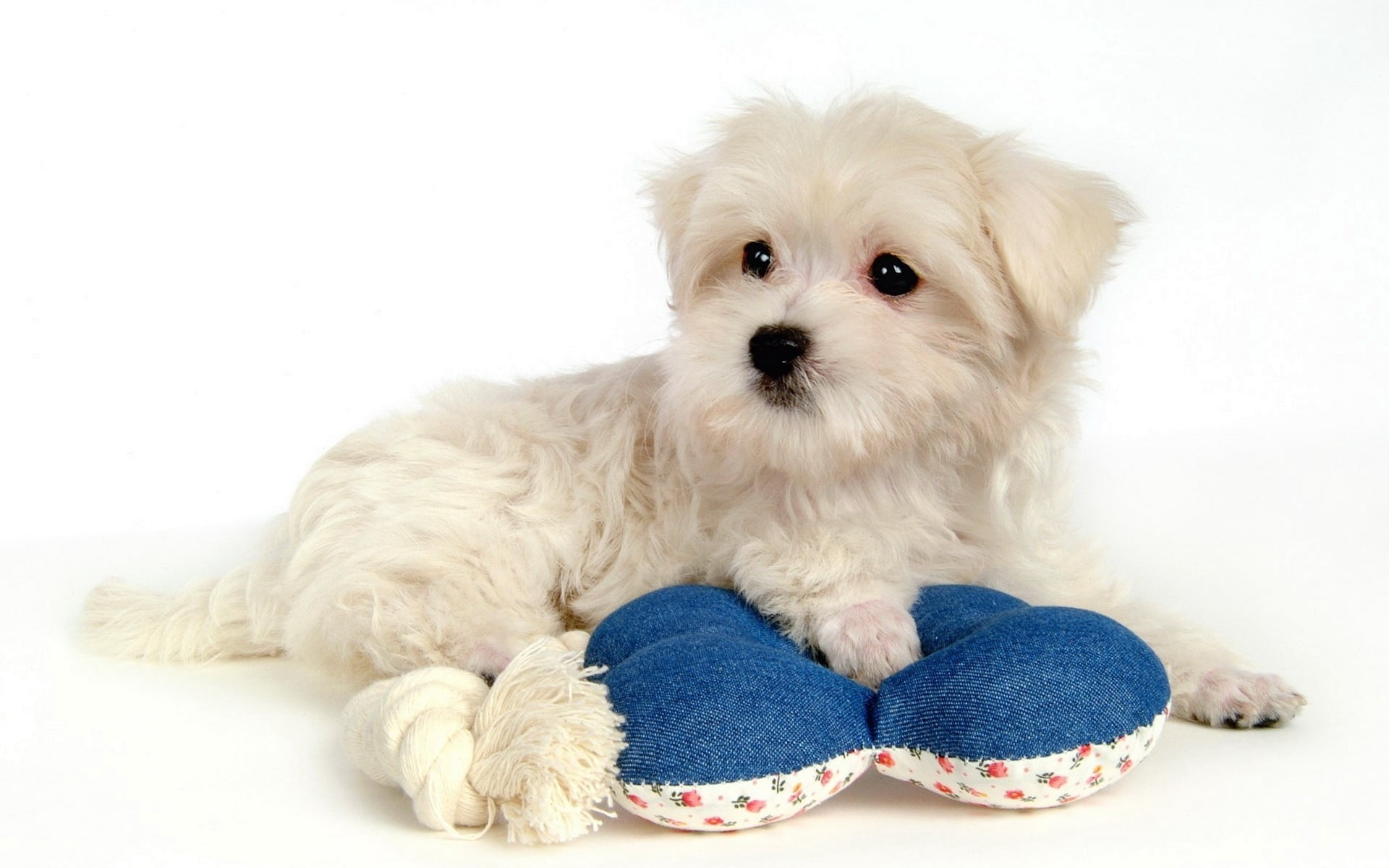 shih Tzu, portrait, one Animal, animal Hair, long, studio Shot, fur, white color, indoors, looking at camera, lap Dog, dogs, small, innocence, pets, 1080P, HD Wallpaper