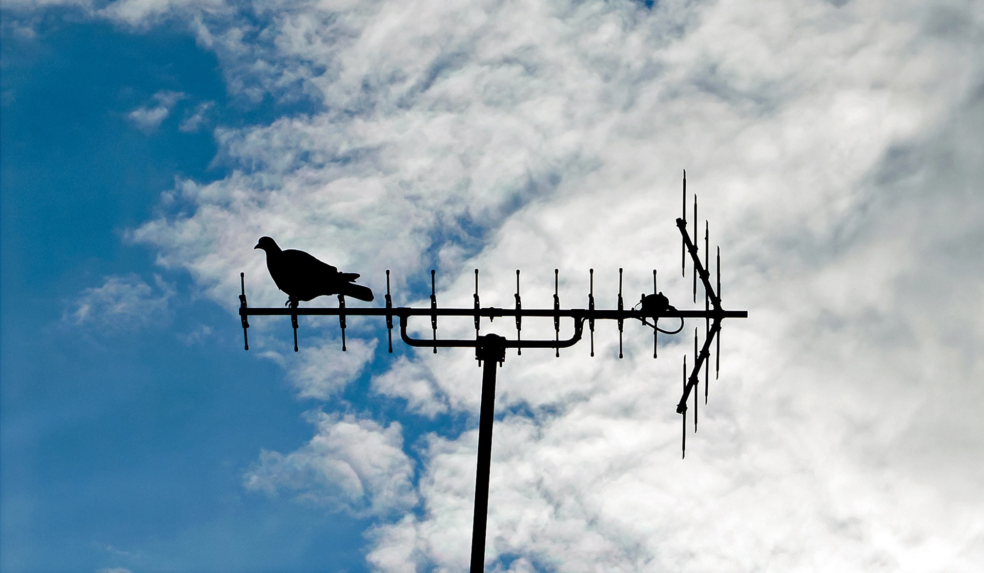 animal wildlife, low angle view, street light, lighting equipment, meteorology, electricity, sky, sitting, blue, antenna, communication, pole, day, pigeon, HD Wallpaper