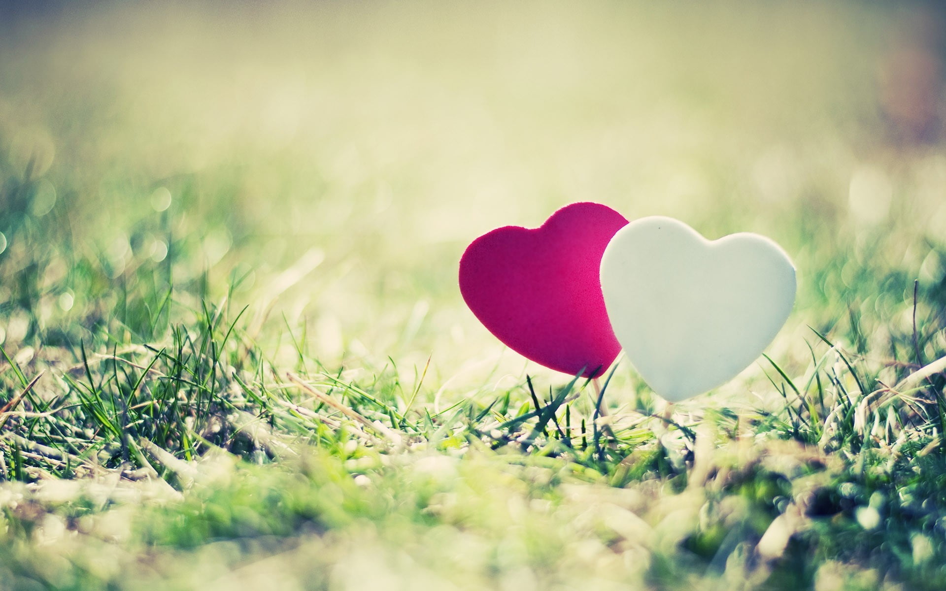 heart Shape, celebration, decors, hearts, grass, close-up, outdoors, landscape, red, heart, the sun, symbol, romance, valentine Card, pink, day, freshness, HD Wallpaper