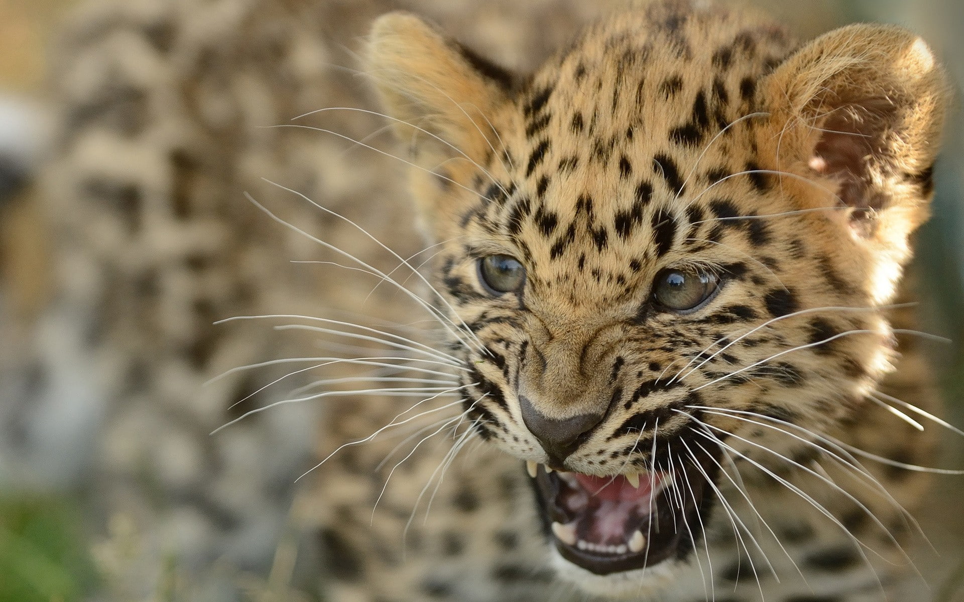 jaguar, animals, hd, 1080P, cub, HD Wallpaper