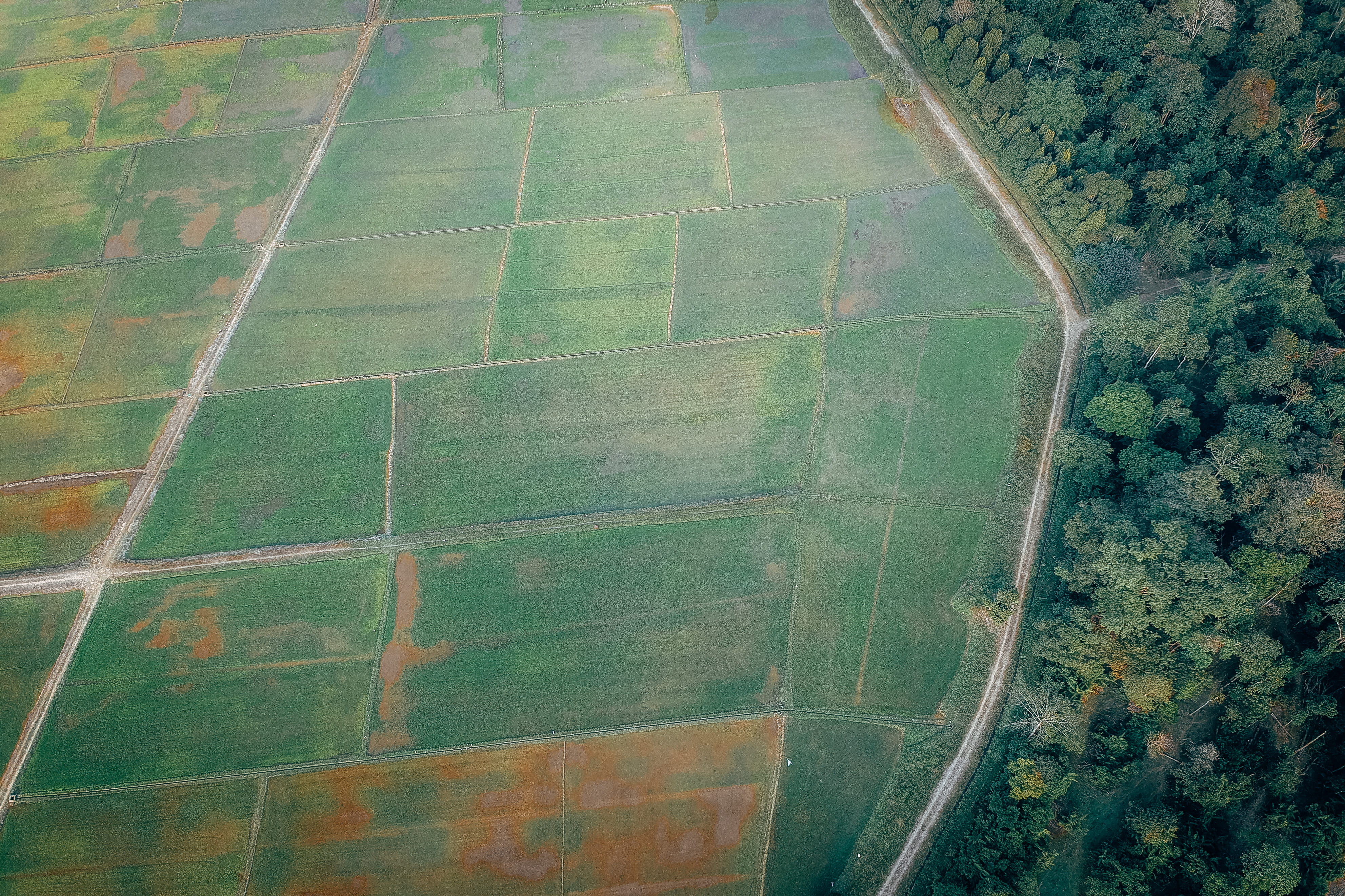 woods, top view, greenery, agriculture, beauty in nature, aerial photography, environment, landscape, green color, drone shot, tranquil scene, cropland, HD Wallpaper