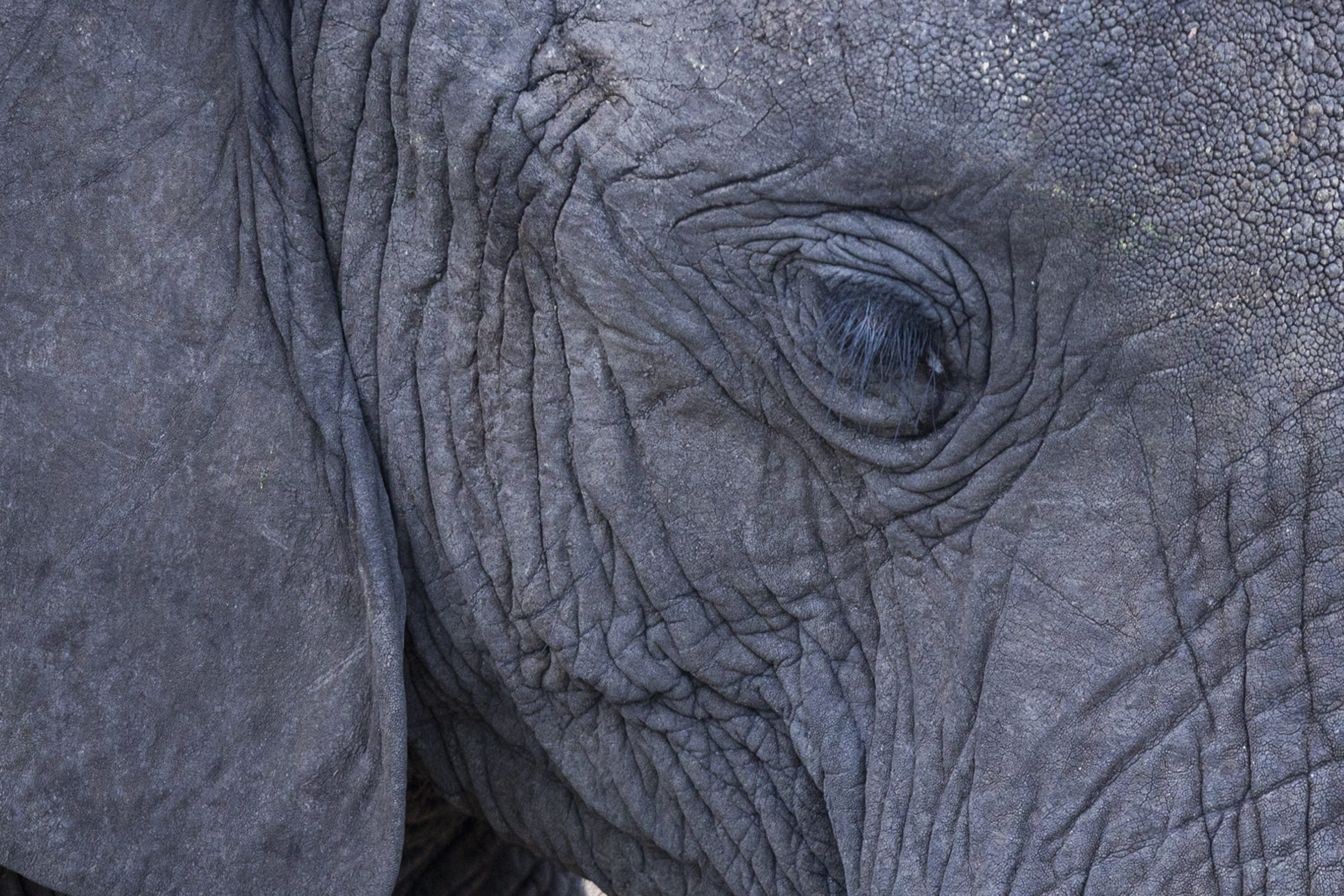 animal eye, vertebrate, one animal, eye, ape, outdoors, nature, bison, textured, animals in the wild, mammal, mountain, animal, zoo, gorilla, animal head, HD Wallpaper