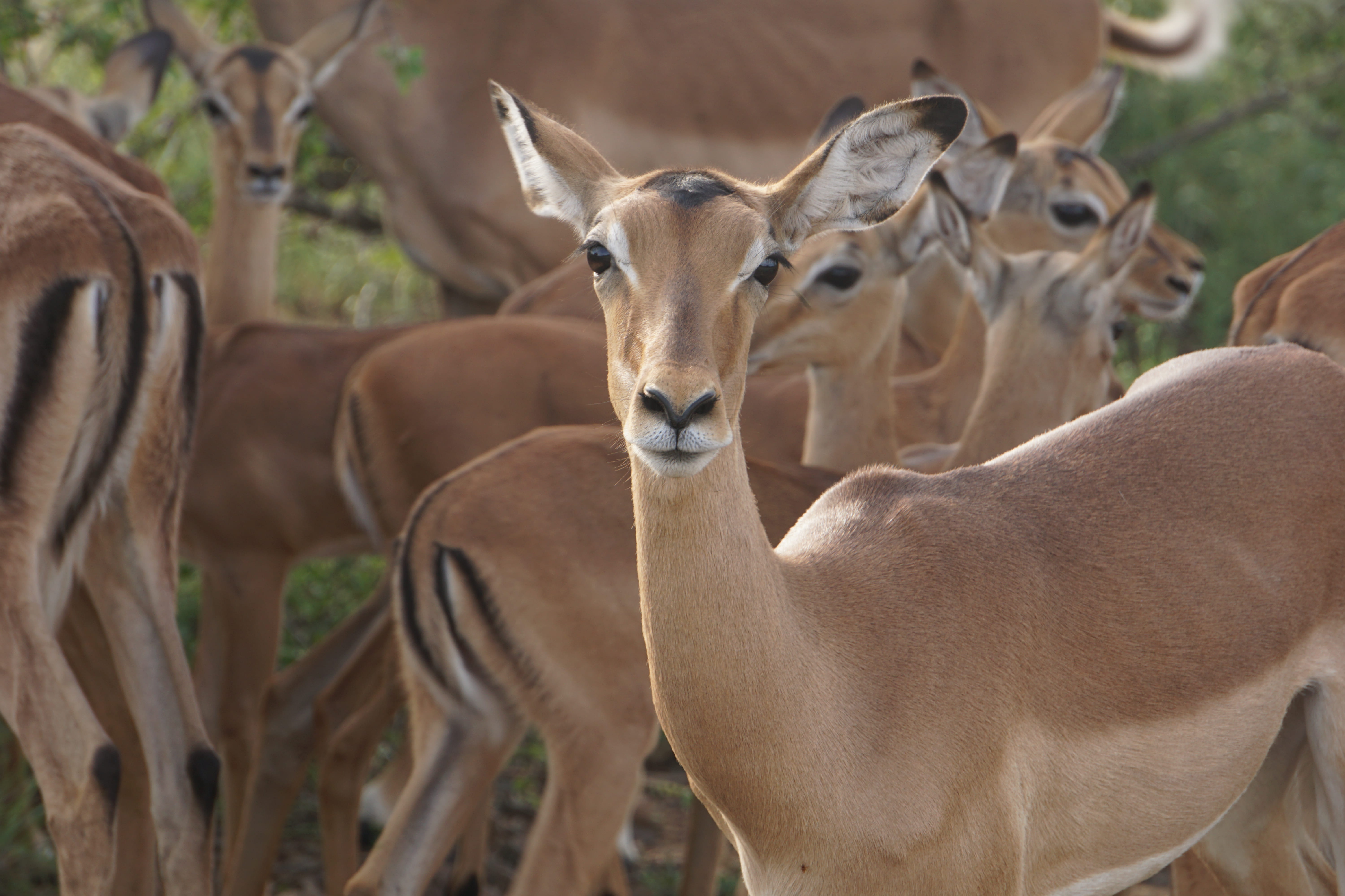 field, focus on foreground, fawn, animal, group of animals, zoo, cow, antelope, gazelle, vertebrate, giraffe, wildlife, domestic animals, young animal, HD Wallpaper