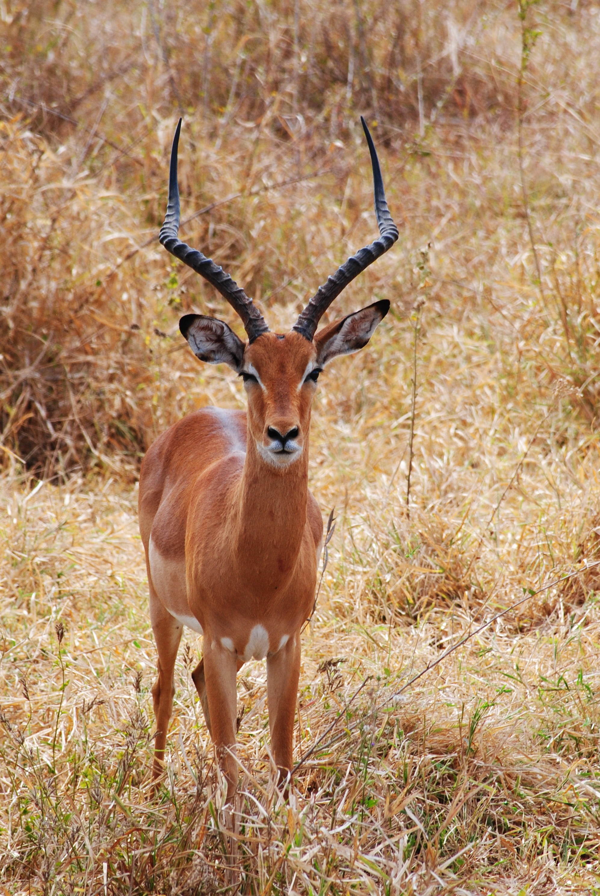 one animal, east Africa, animal themes, land, grass, outdoors, africa, kenya, domestic animals, wildlife Reserve, nature, safari Animals, national Park, Phone HD Wallpaper