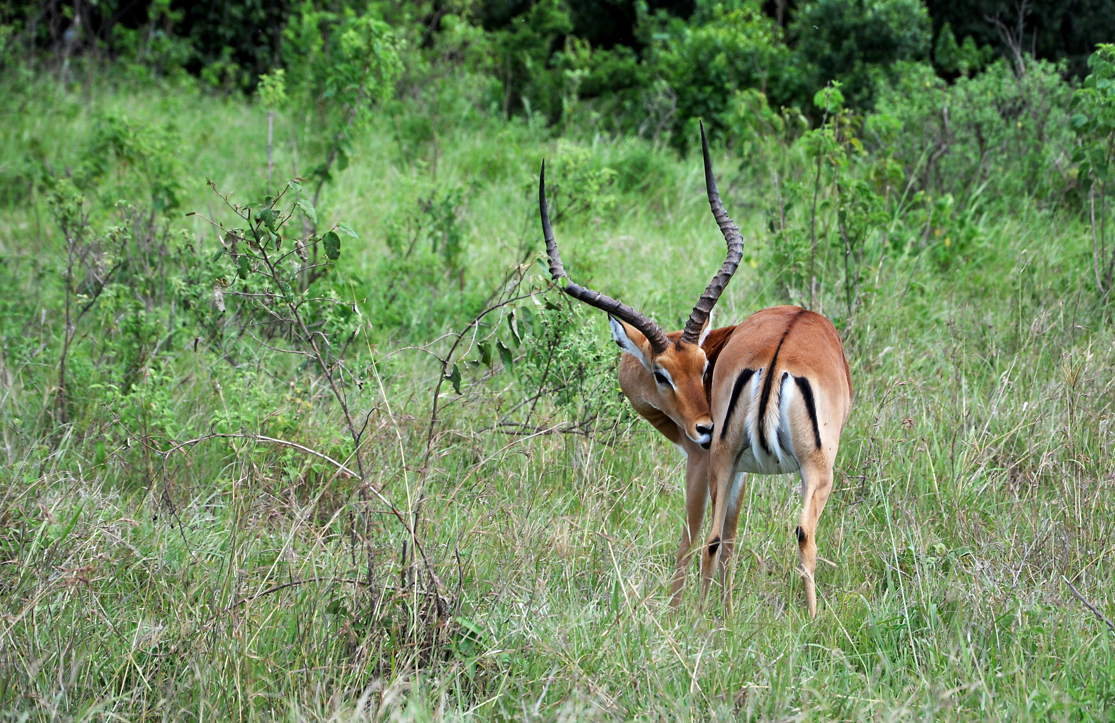 green, grass, herbivorous, masaai mara, animal, one animal, no people, land, safari, horn, animal themes, thompson gazelle, 2K, outdoors, day, nature, HD Wallpaper