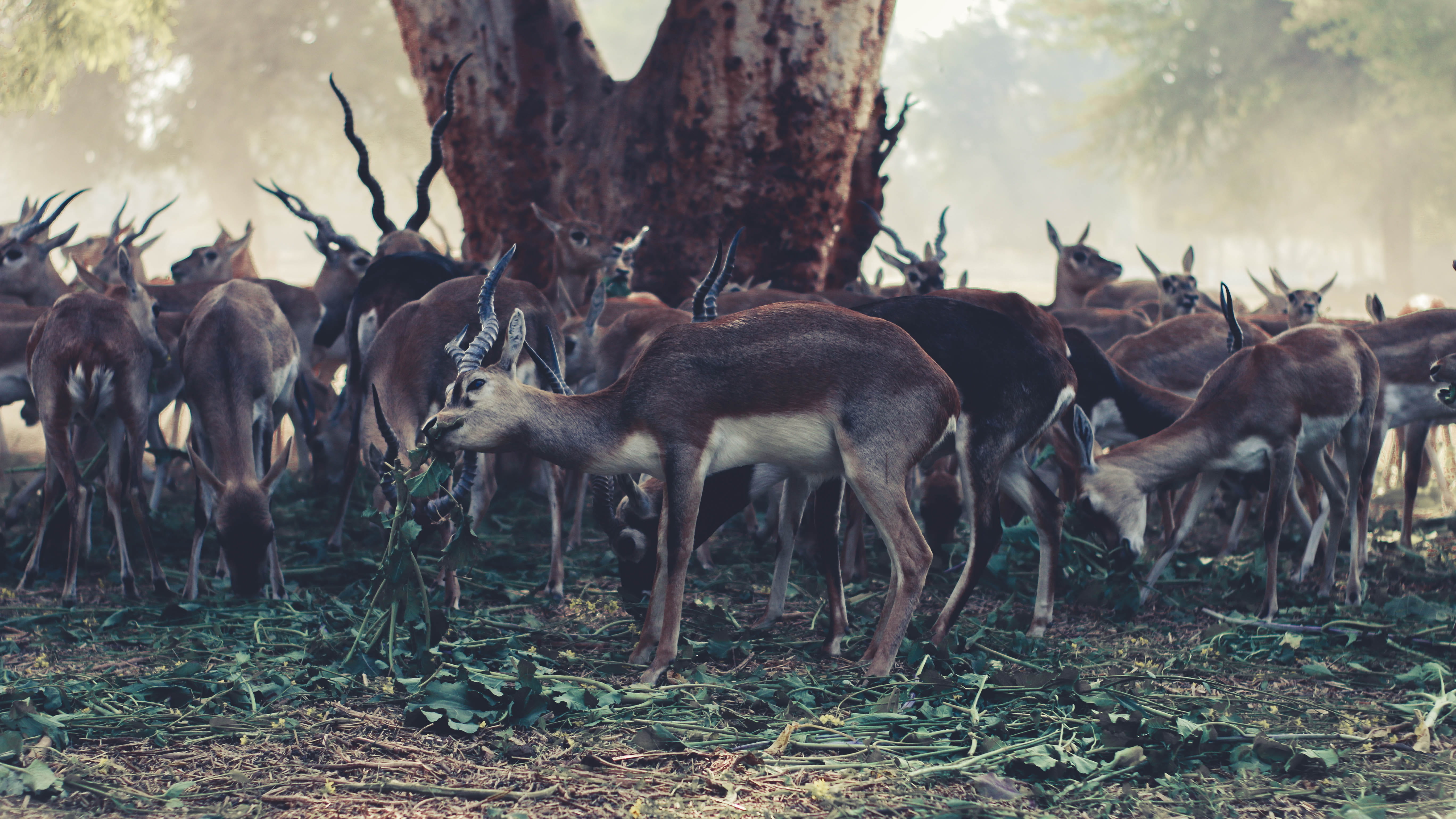 domestic animals, vertebrate, animal, deer, trunk, tree, buck, day, trees, animals in the wild, 5K, blur, animal themes, plant, land, large group of animals, HD Wallpaper