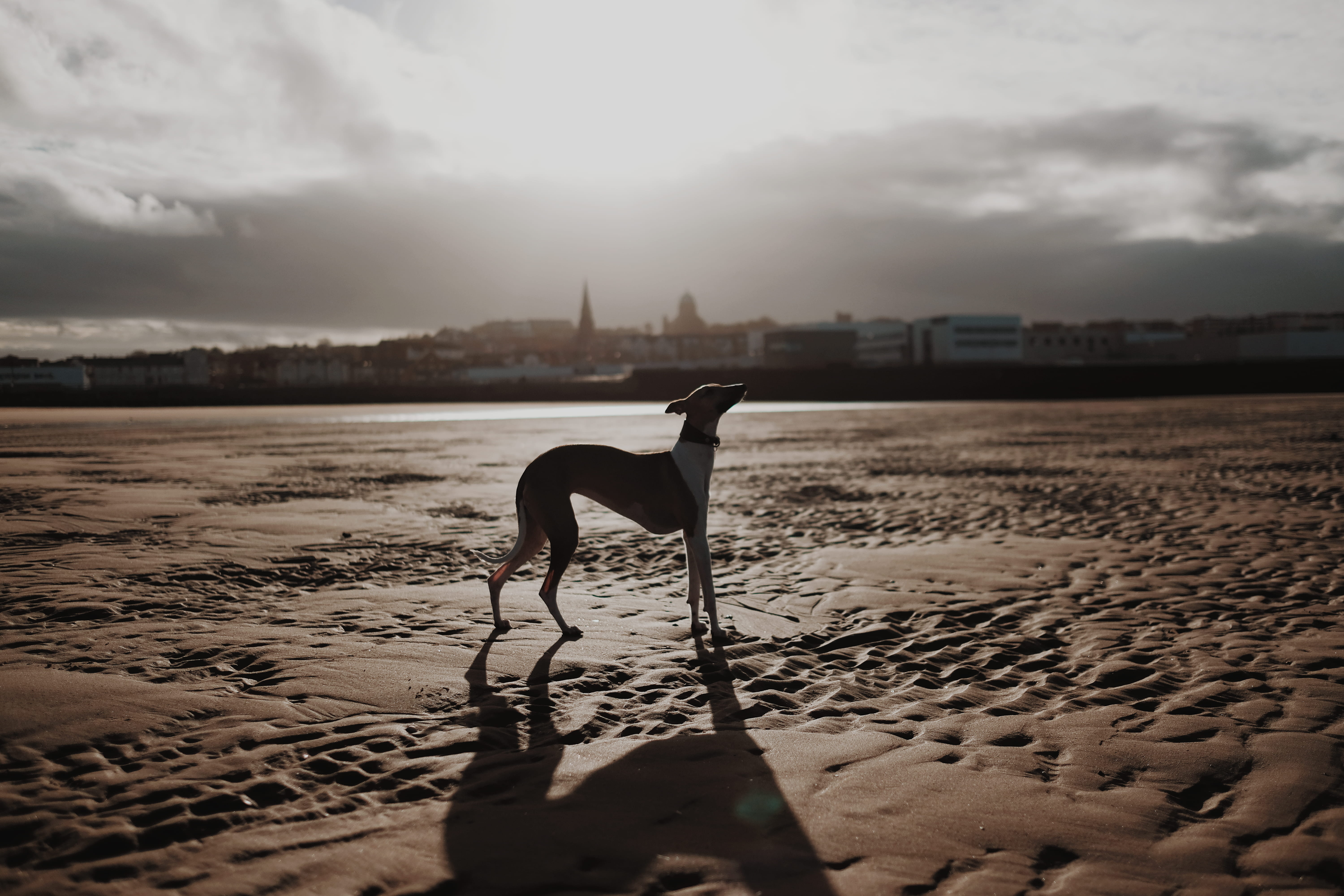 impala, sand, one animal, wildlife, 5K, walks, land, mammal, nature, whippet, deer, daytime, italian, animal, sky, dog, wirral, grayhound, canine, water, HD Wallpaper