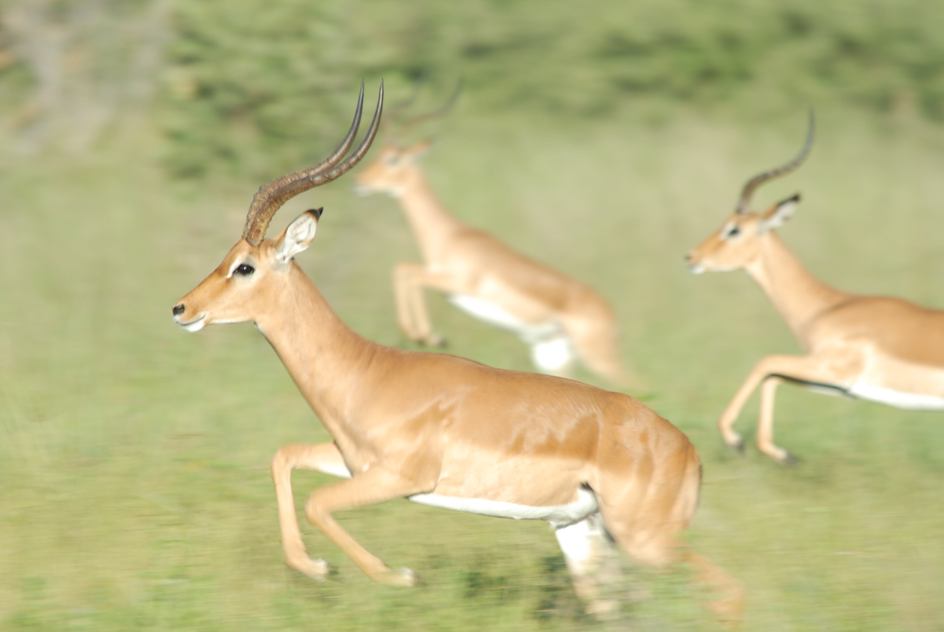 day, animal themes, animal wildlife, gazelle, herbivorous, side view, animals, vertebrate, waterfront, no people, brown, two animals, group of animals, HD Wallpaper
