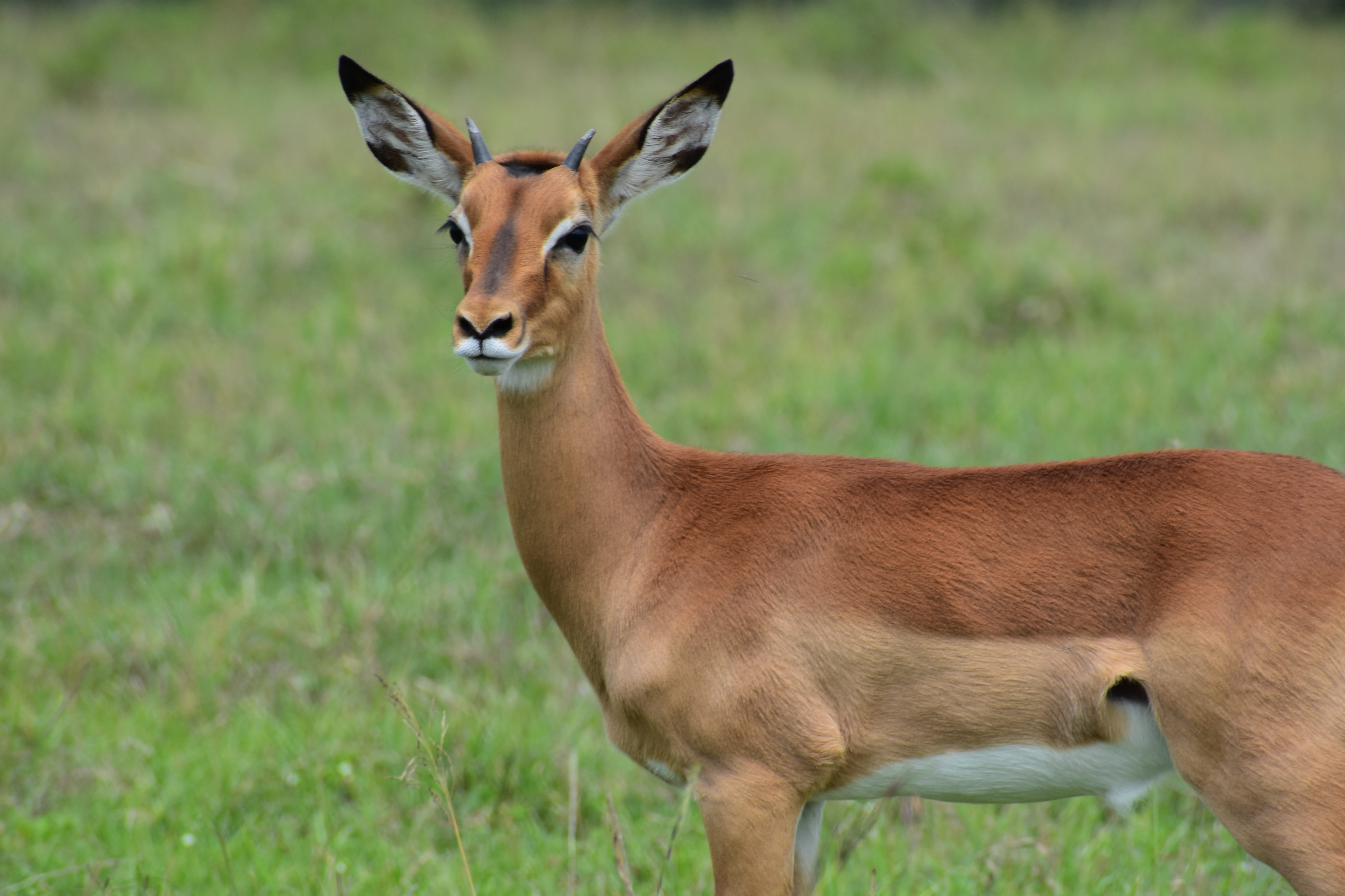 focus on foreground, kenya, deer, standing, day, sooc, brown, animal, land, sea life, herbivorous, cheetah, africa, antelope, vertebrate, animals in the wild, HD Wallpaper
