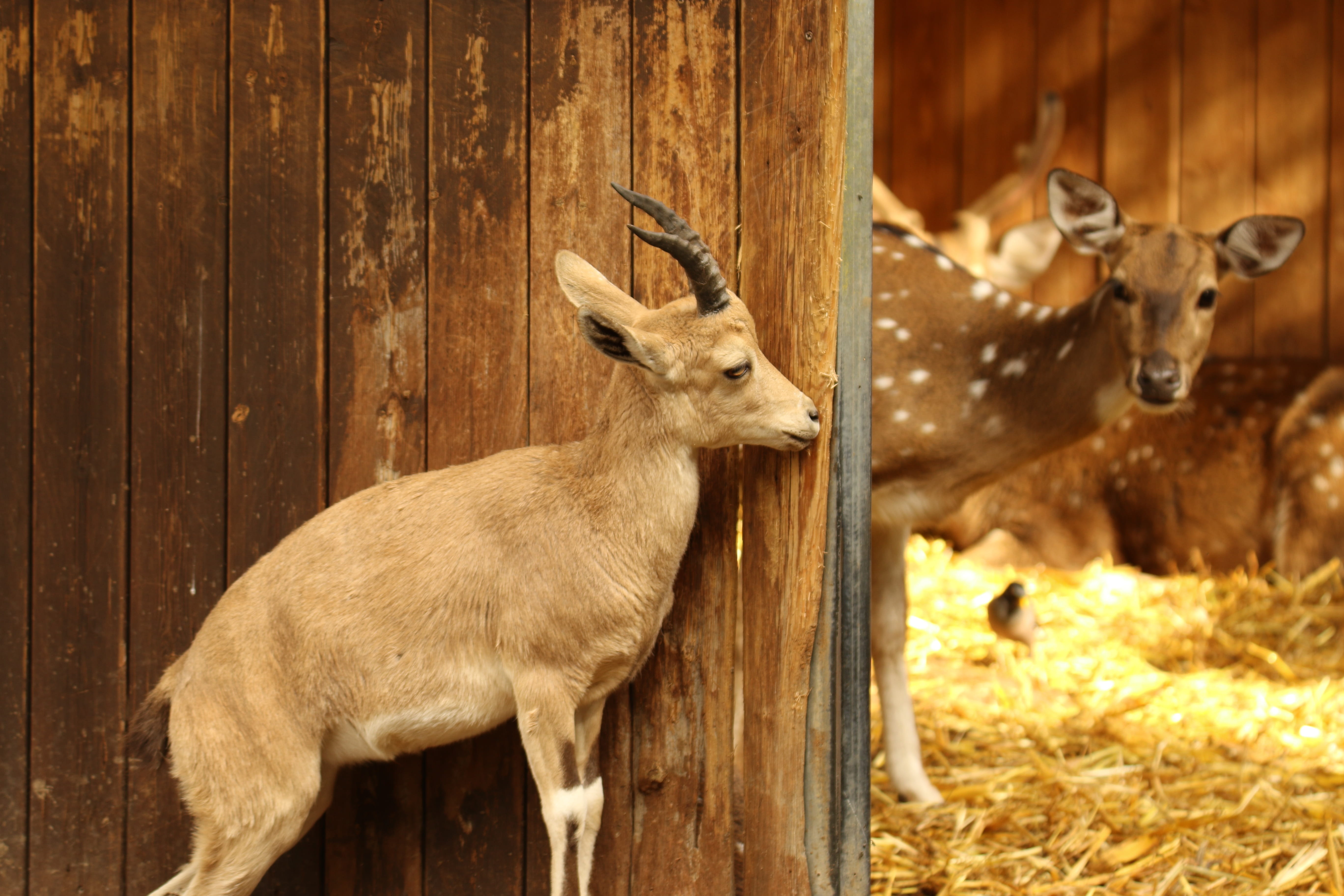 animal themes, brown, one animal, wood - material, mammal, dear, herbivorous, domestic animals, antler, nature, hay, looking, no people, farm, fawn, animal wildlife, HD Wallpaper