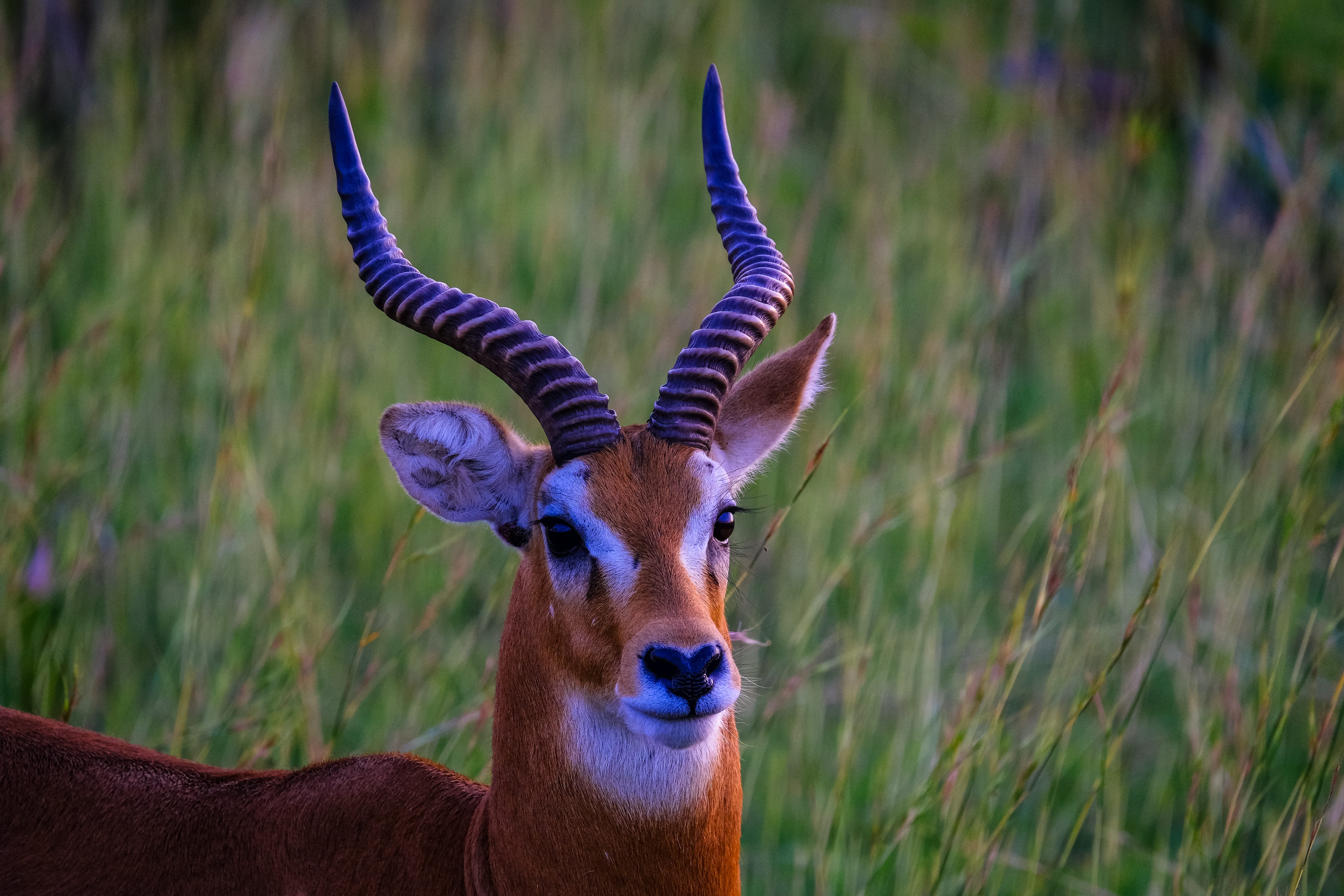 animal themes, rural, focus, outdoors, gazelle, plant, day, 5K, fur, one animal, domestic animals, daylight, animal, brown, wild animal, animals in the wild, HD Wallpaper