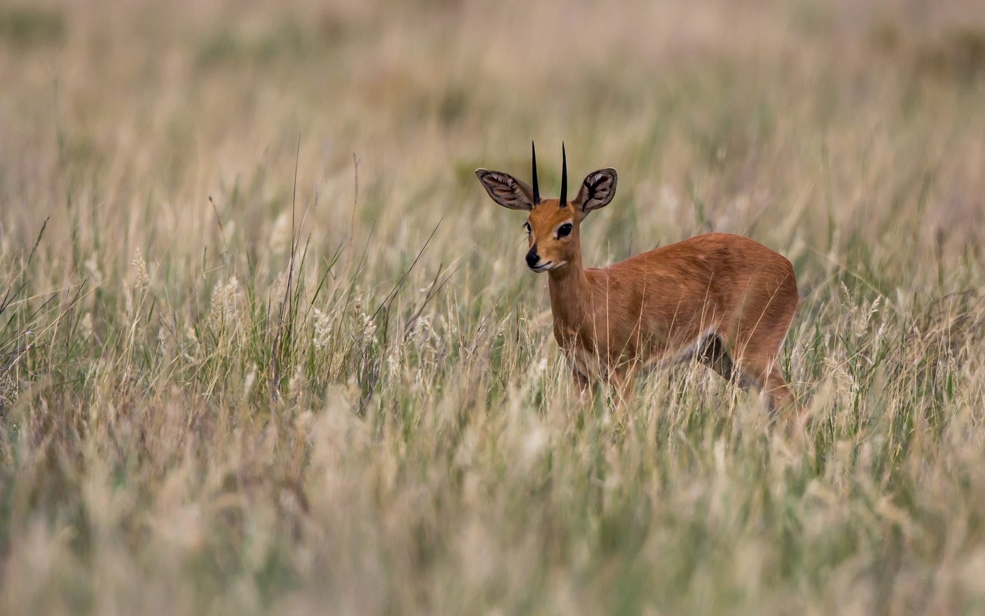 mammal, outdoors, east Africa, plain, animal wildlife, herbivorous, animal themes, vertebrate, day, horned, impala, wildlife Reserve, animals And Pets, HD Wallpaper