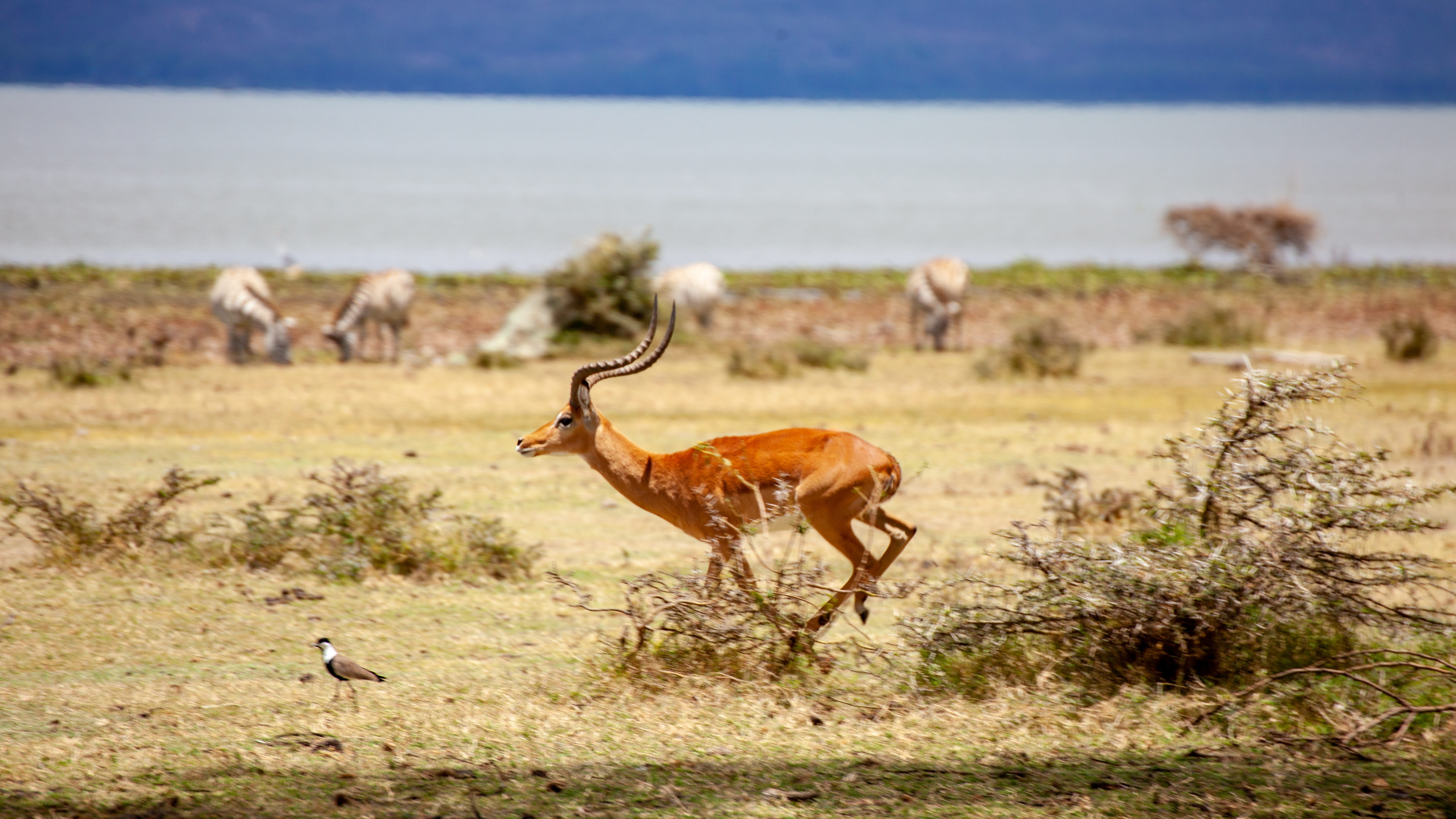 mammal, group of animals, two animals, focus on foreground, tourism, race, animals in the wild, animal wildlife, landscape, antelope, herbivorous, nature, HD Wallpaper