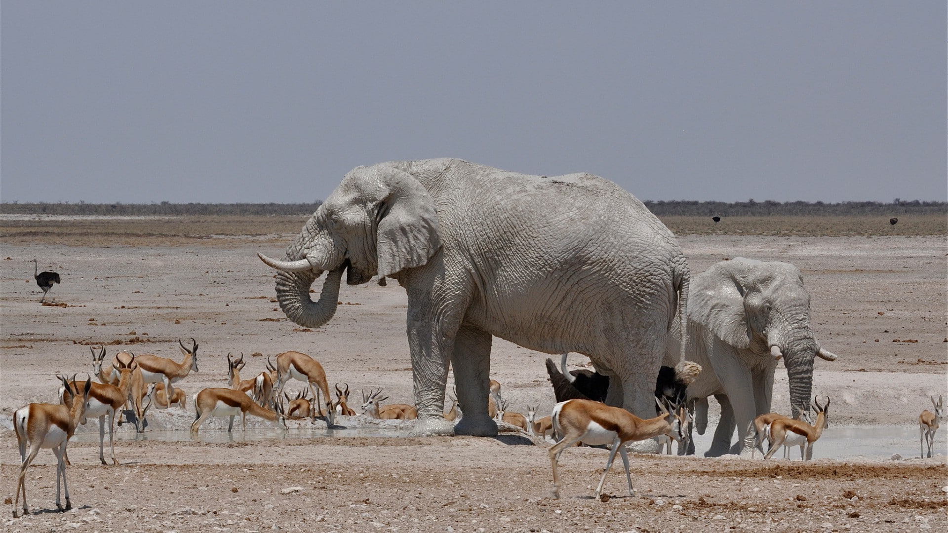 nature animals landscape wildlife africa elephants water gazelle ostriches steppe horizon clear sky, 1080P, HD Wallpaper