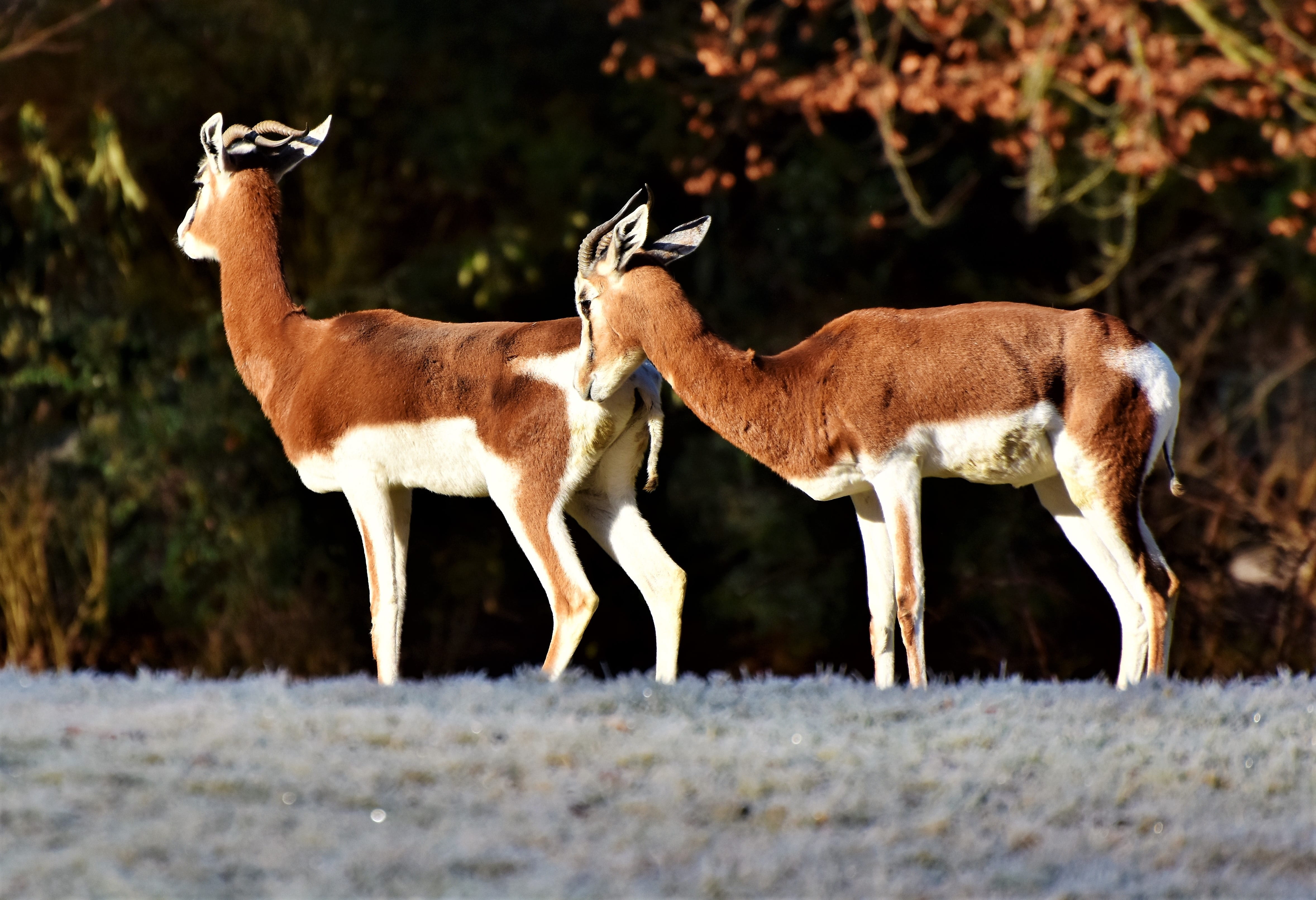 4K, fawn, animal themes, herd, grass, tierpark hellabrunn, deers, gazelle, savannah, group of animals, safari, animal wildlife, wilderness, mammal, day, HD Wallpaper