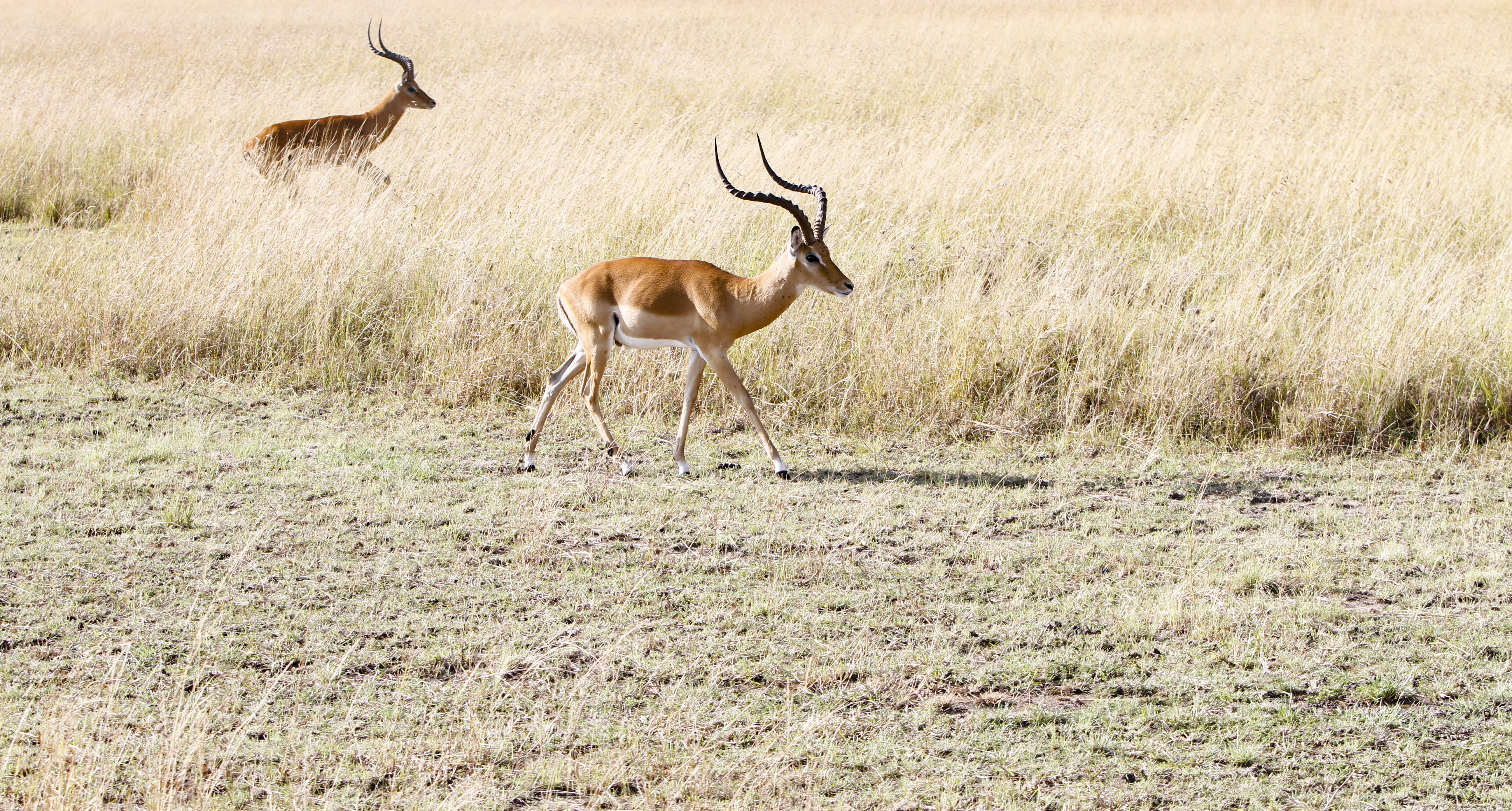 gazelle, deers, nature, animal, mammal, housing, ground, grass, building, impala, brown, vertebrate, one animal, outdoors, antelope, full length, animal wildlife, HD Wallpaper
