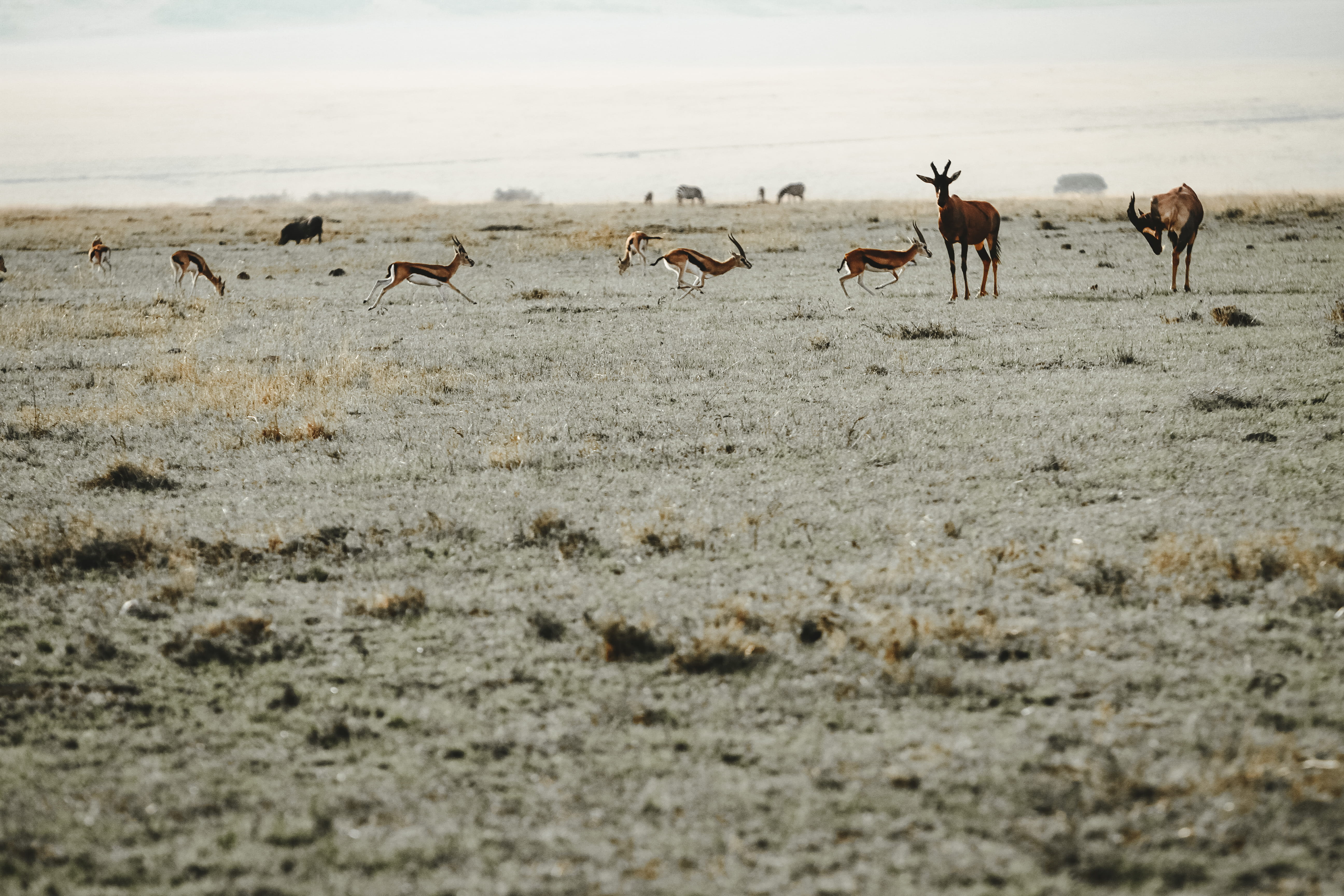 impala, crowd, gazelle, deer, vertebrate, bird, green, herd, sand, animal, 5K, animals in the wild, ground, land, horse, wildlife, herbivorous, group of animals, HD Wallpaper