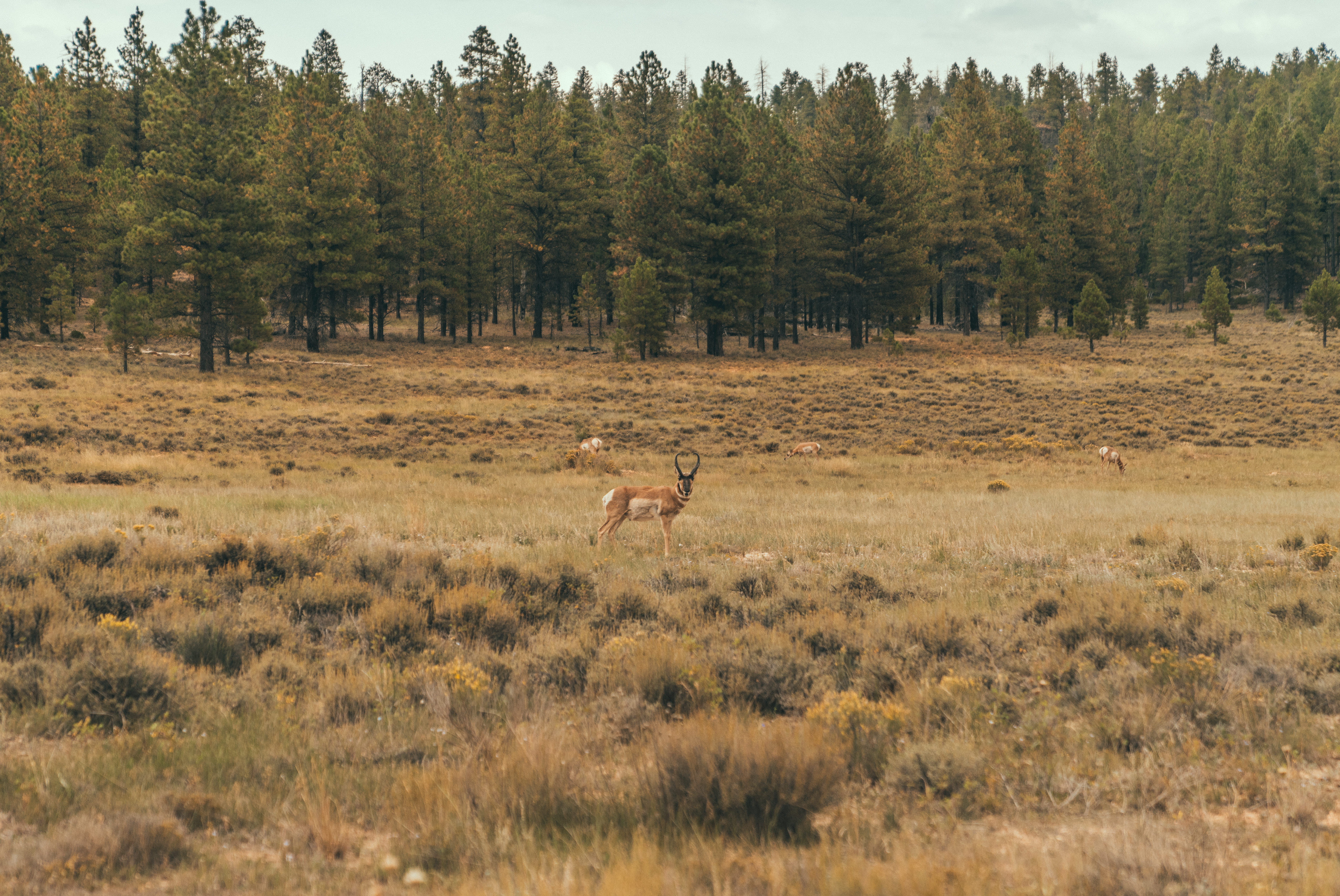 one animal, lynx, conifer, nature, elk, daytime, fir, herbivorous, tree, antelope, environment, landscape, 5K, lawn, pine, wildlife, plant, standing, vertebrate, HD Wallpaper