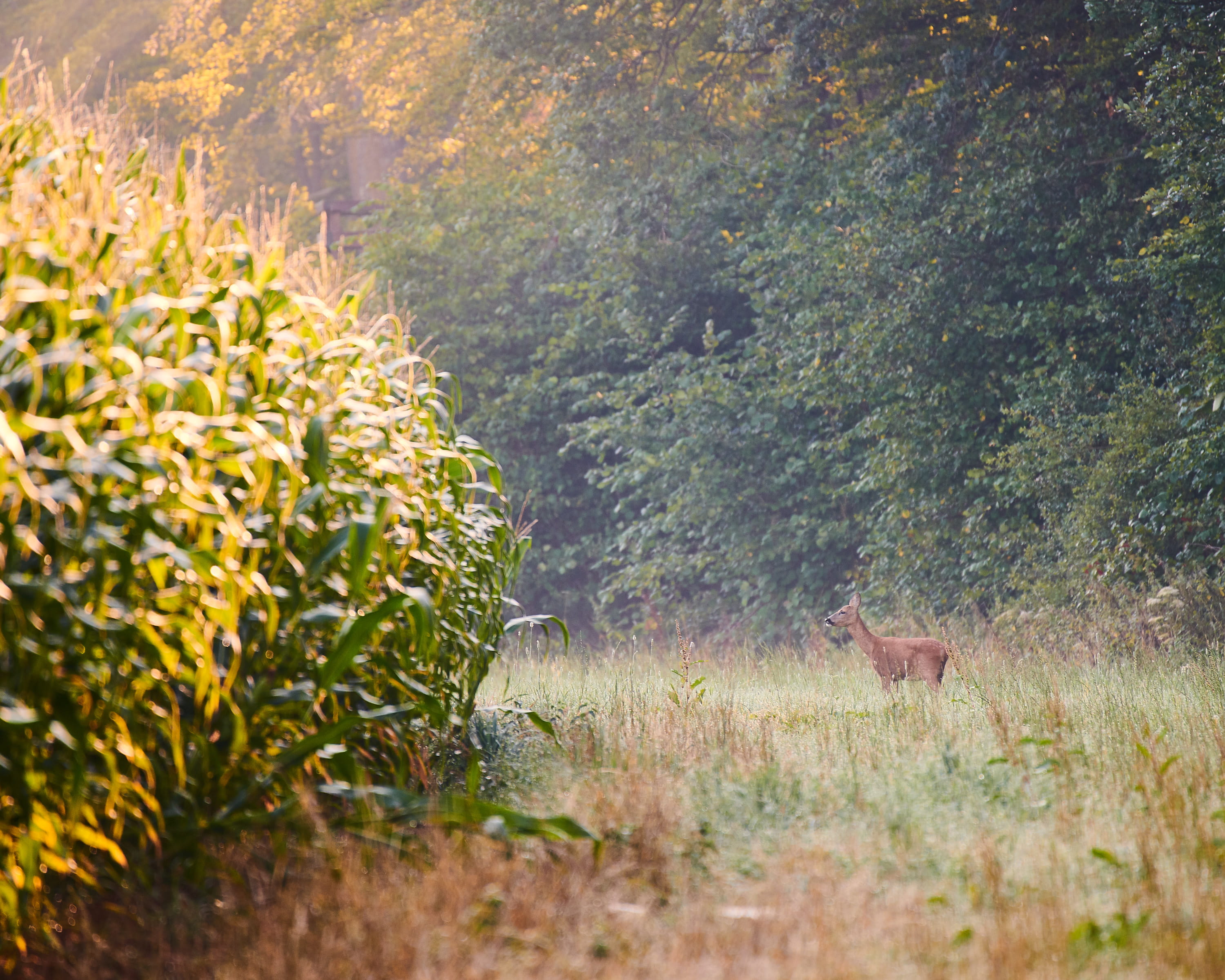animal themes, tranquility, fall, impala, day, grass, garden, antelope, animals in the wild, near, growth, corn, arbour, forest, scenics - nature, monarch, HD Wallpaper