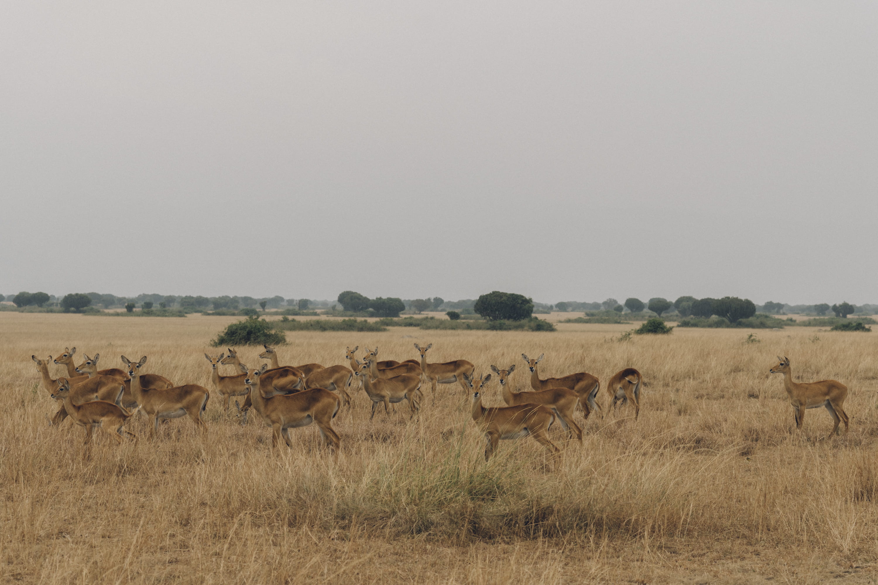 land, desert, wilderness, day, gazelle, sky, 2K, symbol, animal wildlife, vertebrate, outdoors, impala, group, deer, brown, large group of animals, herd, HD Wallpaper