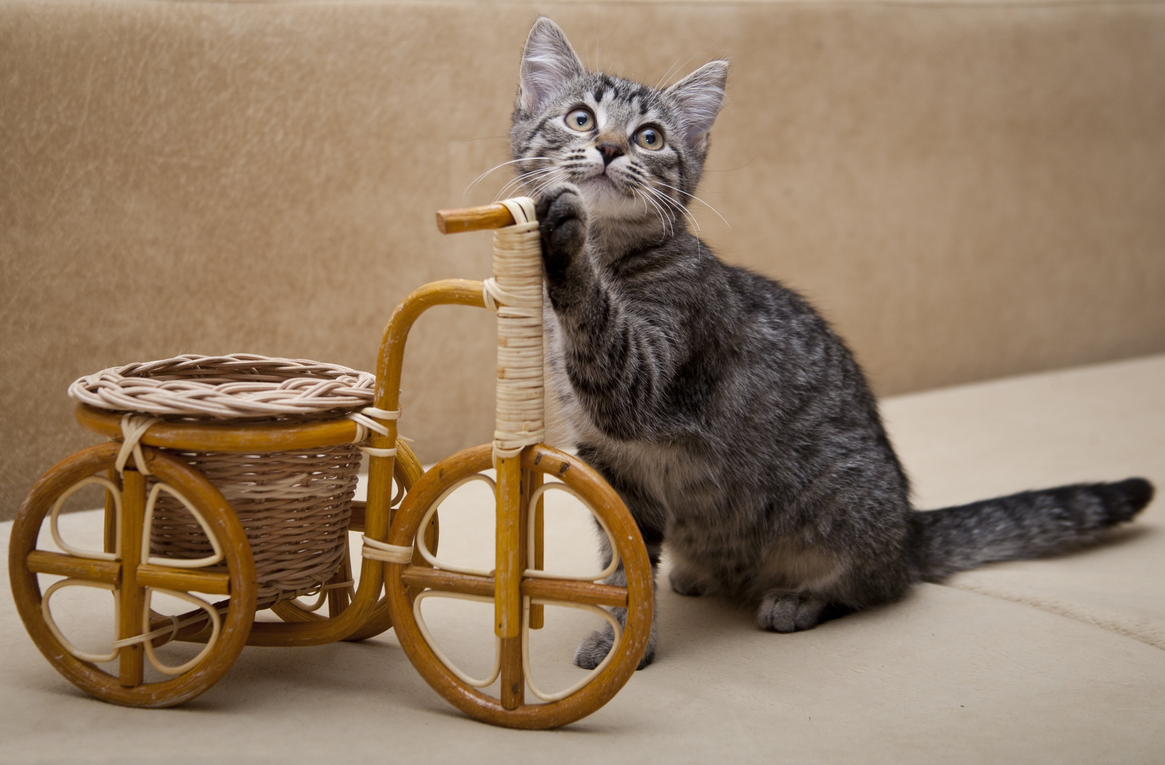vertebrate, backgrounds, invention, looking, domestic Animals, bicycle, relaxation, one Animal, animal, indoors, fluffy, domestic Cat, cat, maine coon cat, HD Wallpaper