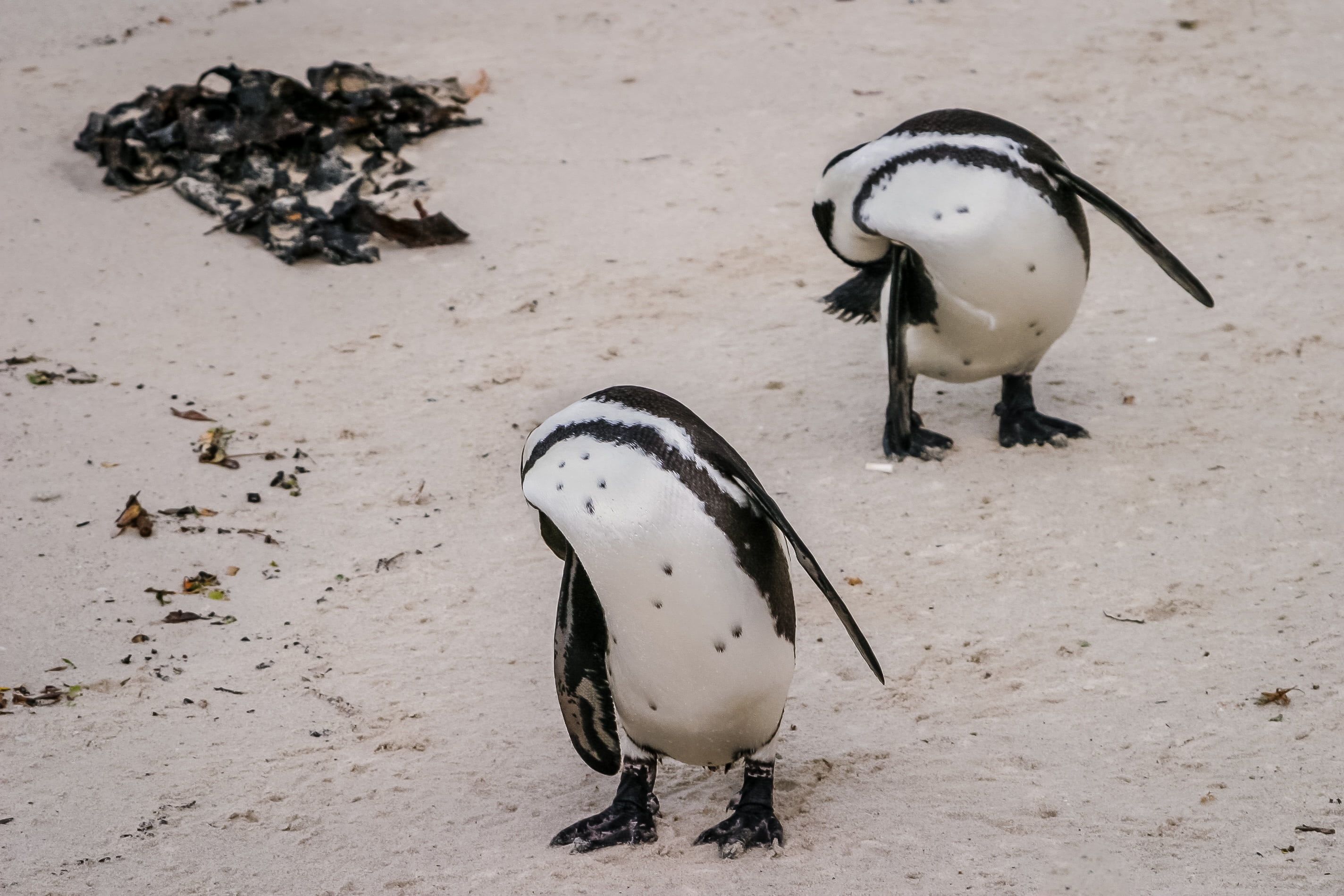 high angle view, snow, cute, 2K, sand, jackass, animal wildlife, black-footed, seabird, endangered, no people, bird, nature, penguin, beach, boulders beach, HD Wallpaper