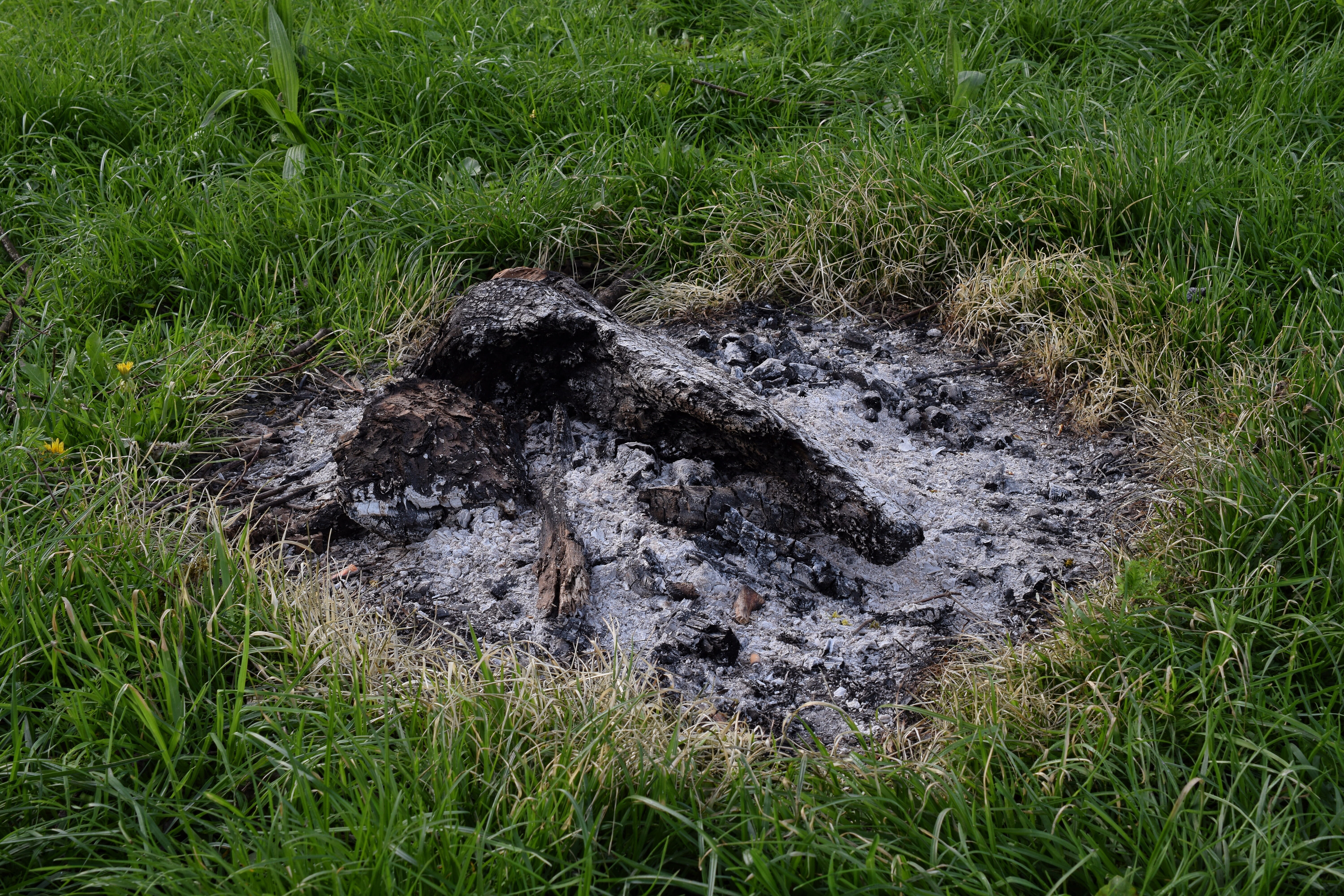 high angle view, tranquility, green meadow, green color, environment, plant, heiss, nature, grass, wood ash, fireplace, outdoors, glow, charcoal, solid, HD Wallpaper