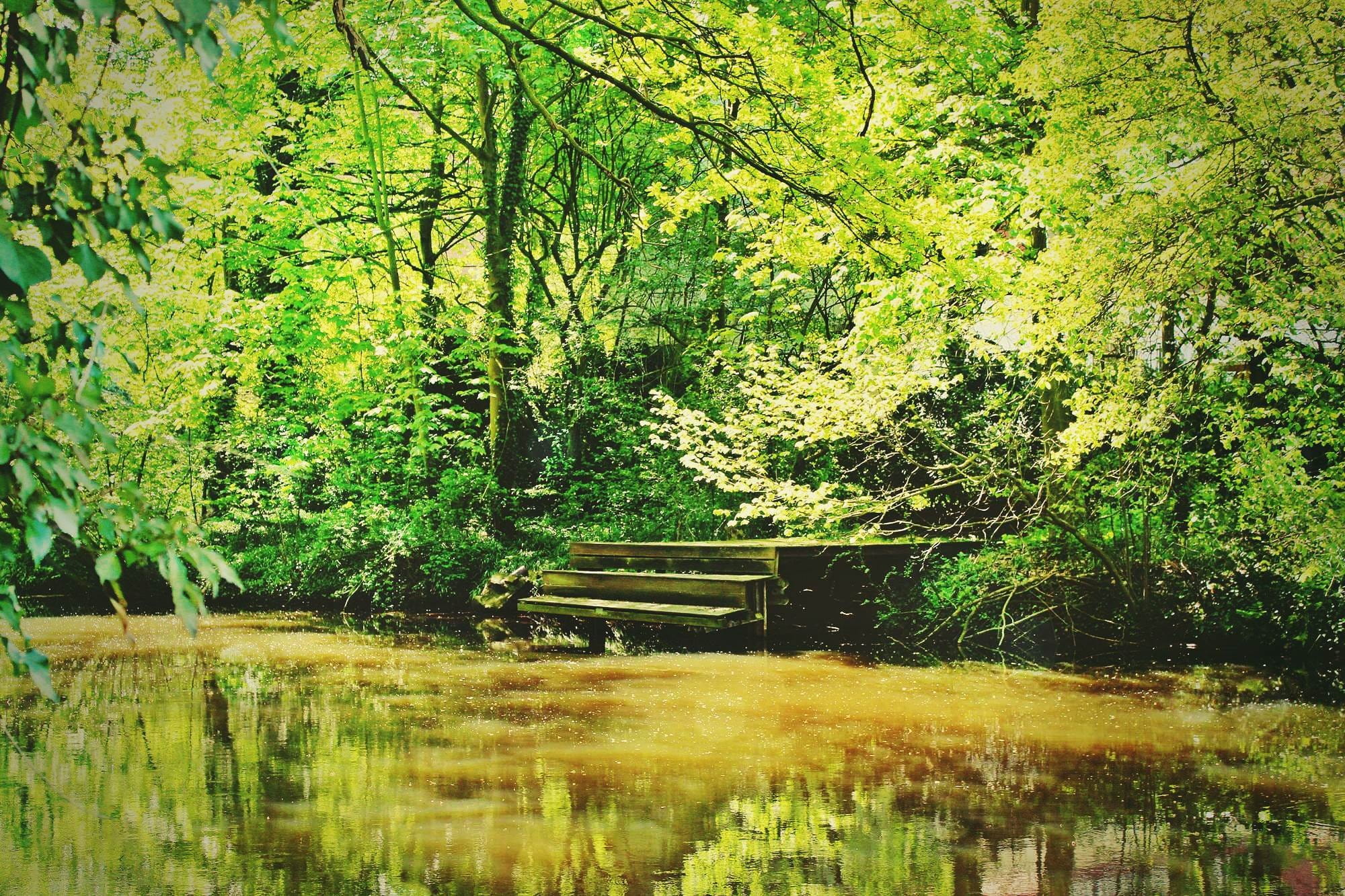 boardwalk, reflection, waterfront, scenic, flow, relaxation, atmospheric, land, spring, jetty, woodland, web, switch off, rest, relax, footbridge, idyllic, HD Wallpaper