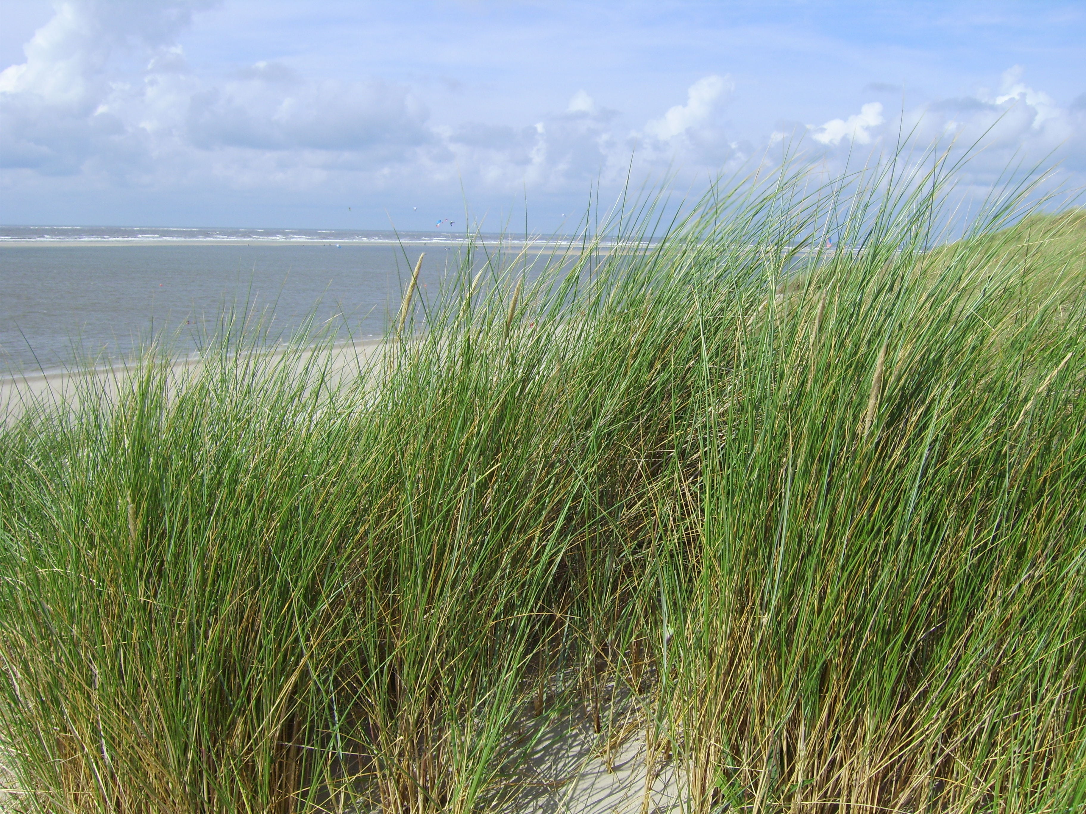 beach chair, outdoors, mudflat hiking, langeoog, green color, sky, coast, holidays, land, water, recovery, scenics - nature, no people, grass, horizon over water, HD Wallpaper