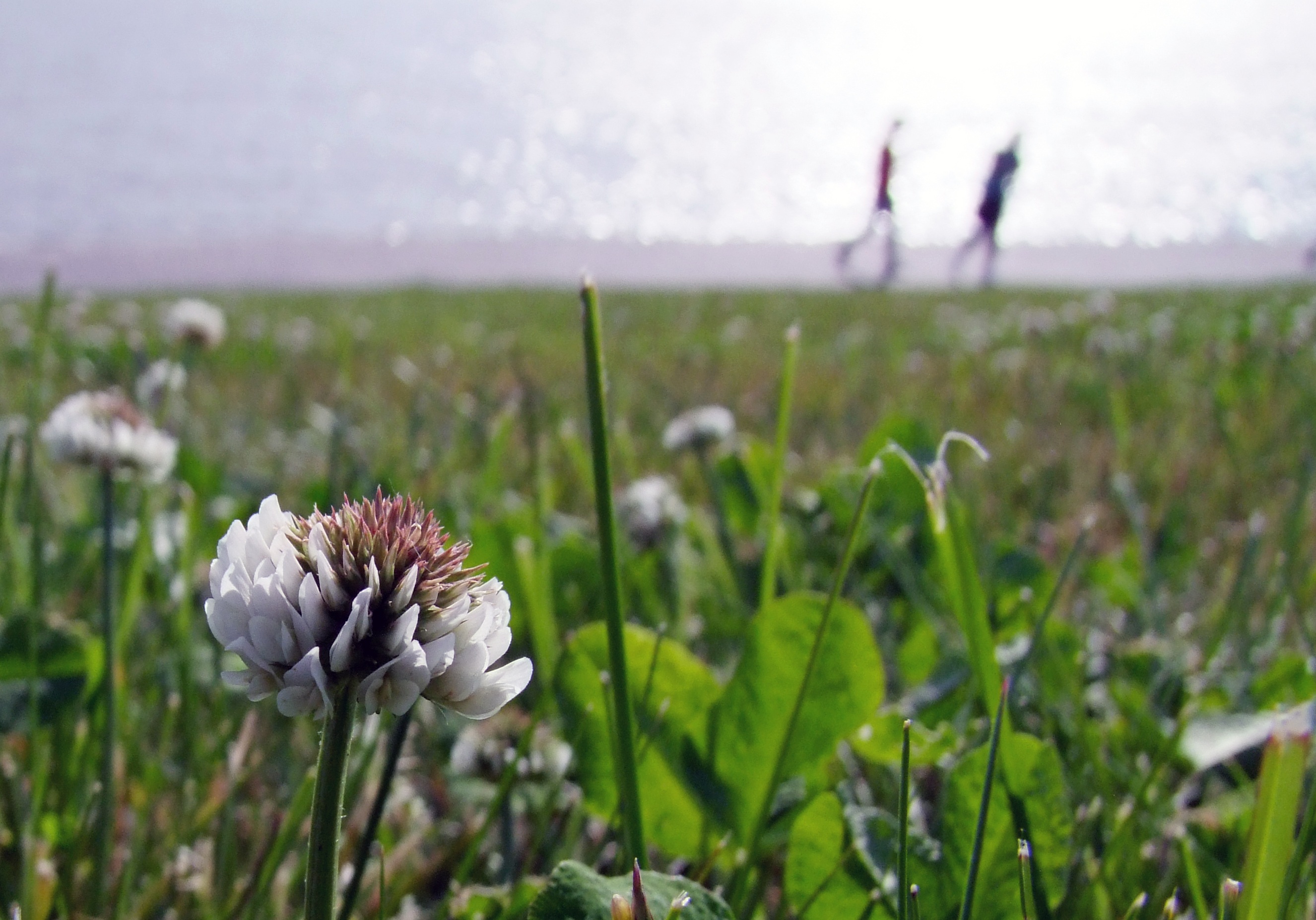 outdoors, growth, field, flowering plant, grass, under open sky, flower, outdoor, switch off, 2K, plant stem, focus on foreground, blossom, fragility, HD Wallpaper
