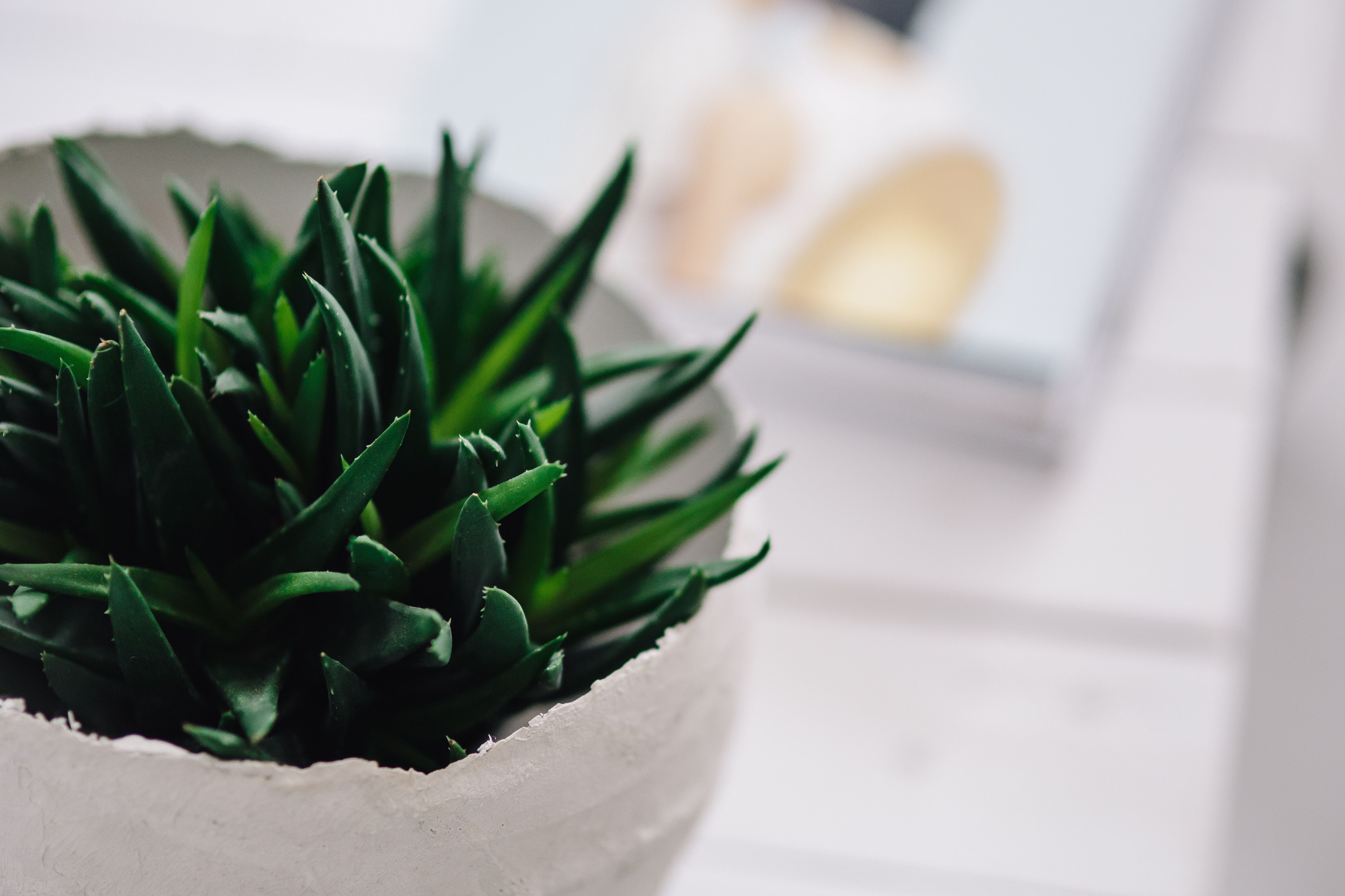 freshness, decoration, potted plant, cold temperature, wellbeing, green, still life, Green plant, nature, journal, magazines, plant part, luxury, green color, HD Wallpaper
