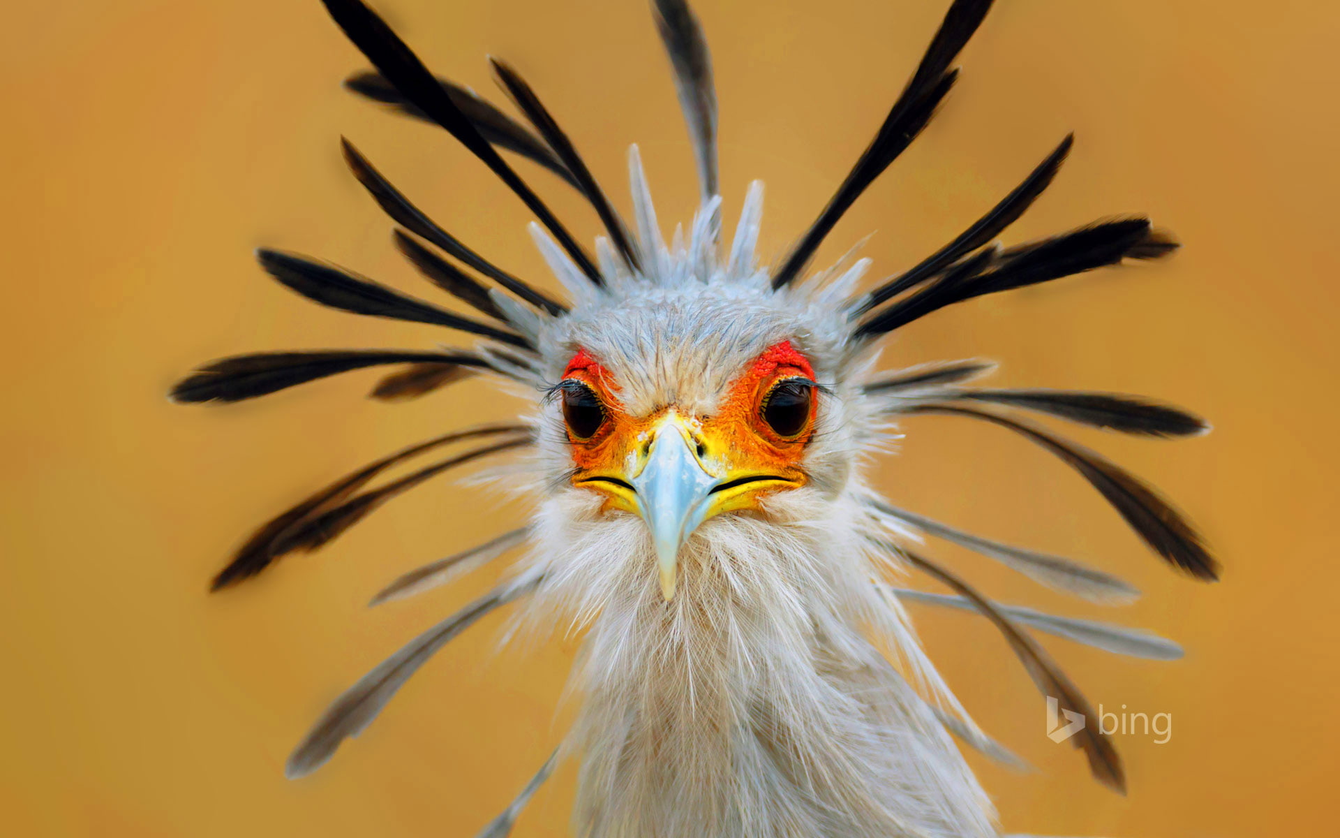 eyes, Secretary, bird, feathers, 1080P, South Africa, beak, HD Wallpaper