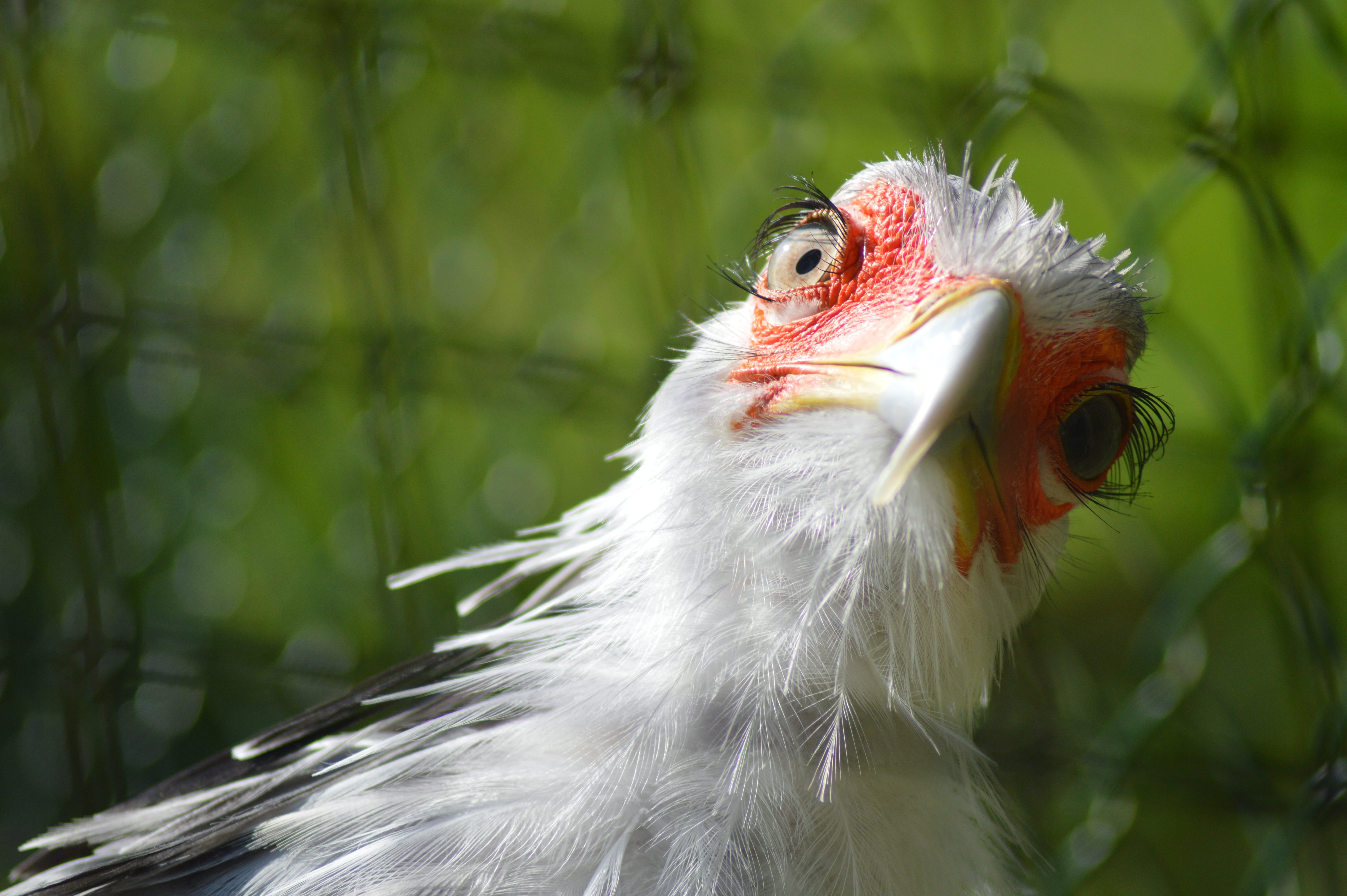 selective, aviary, photography, bird, 5K, quizical, focus, nature, vertebrate, feathers, animal, plumage, hilarity, animal wildlife, beak, animals in the wild, HD Wallpaper