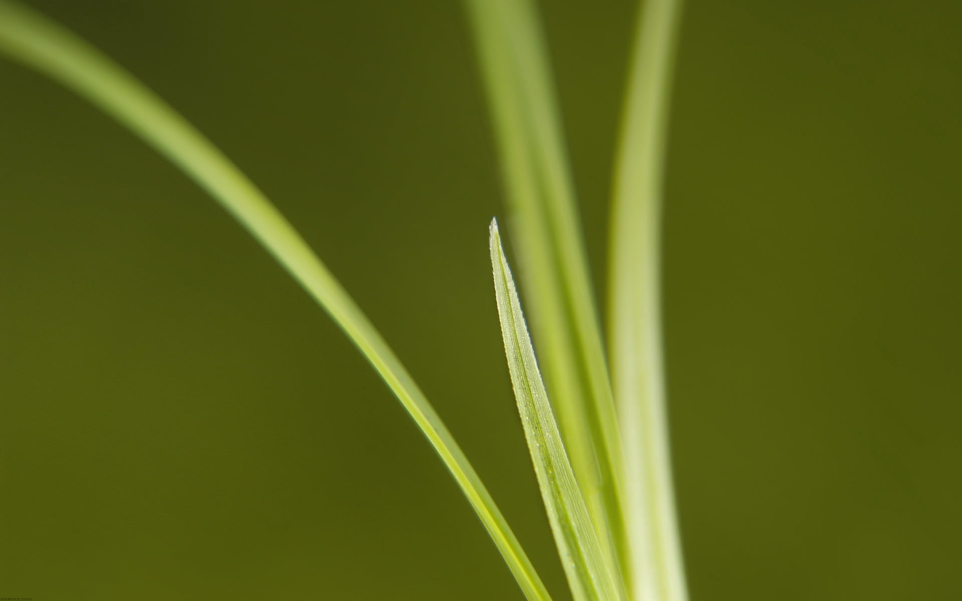dew, green Color, leafed, leaf, macro, plant part, food and drink, agriculture, cereal plant, plant, bright, crop, day, nature, thin, 1080P, grass, blade of grass, HD Wallpaper