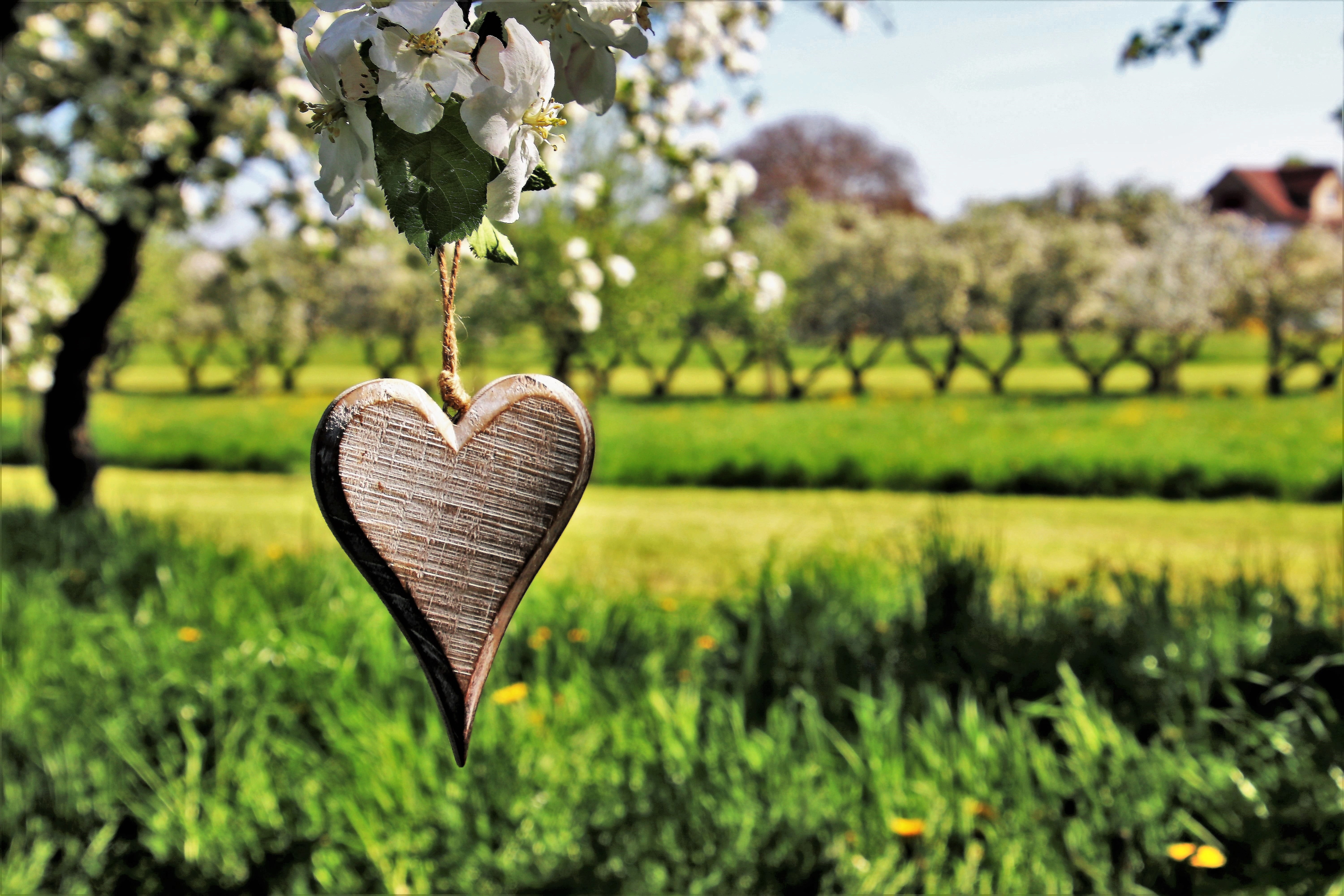 village, heart, color, garden, feeling, land, no people, farm, pendant, rural district, grass, in the shadows, meadow, tree, emotion, love, colored, focus on foreground, HD Wallpaper