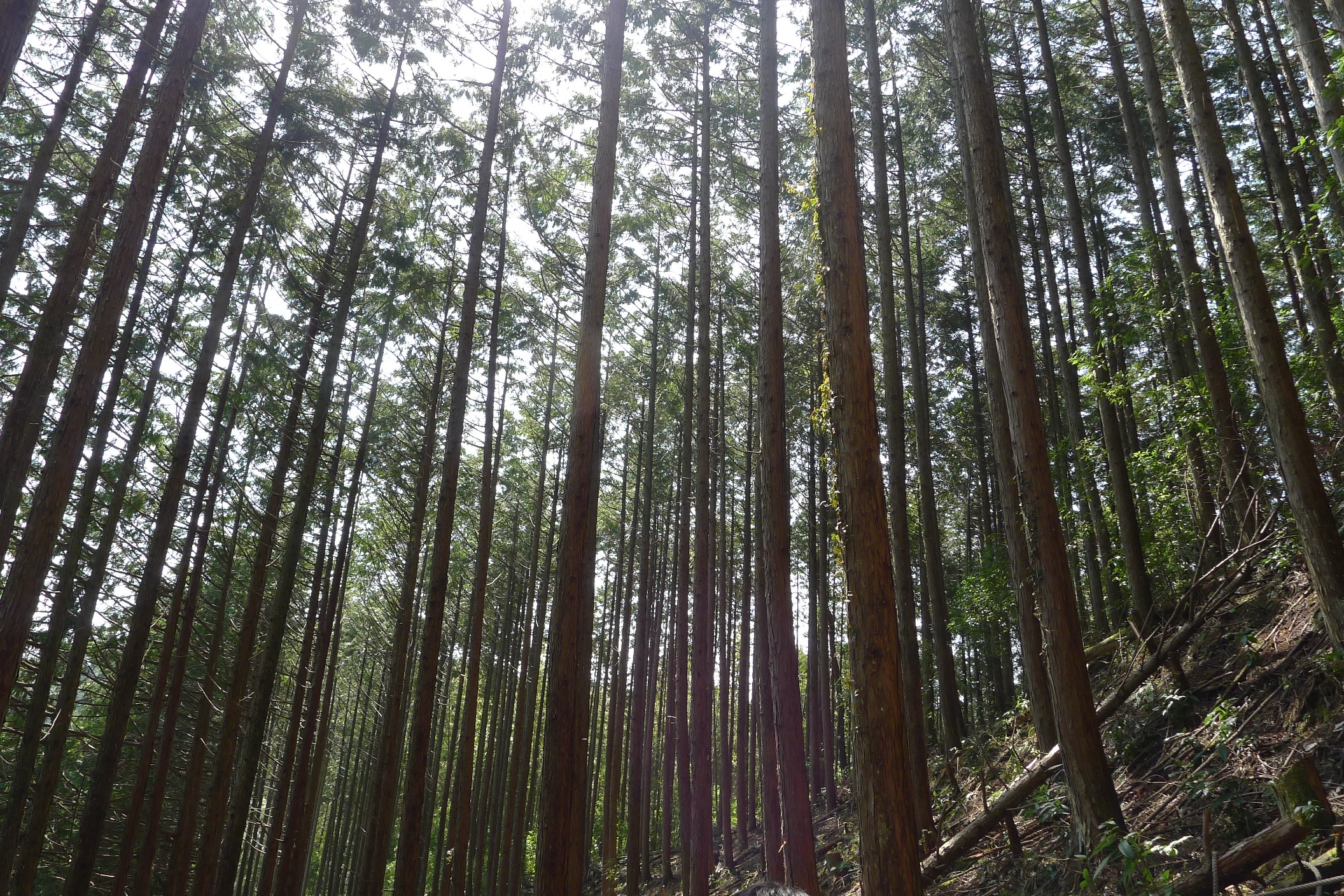 low angle view, outdoors, bamboo - plant, growth, woods, nature, no people, non-urban scene, thinning, tranquil scene, scenics - nature, rainforest, tree, HD Wallpaper