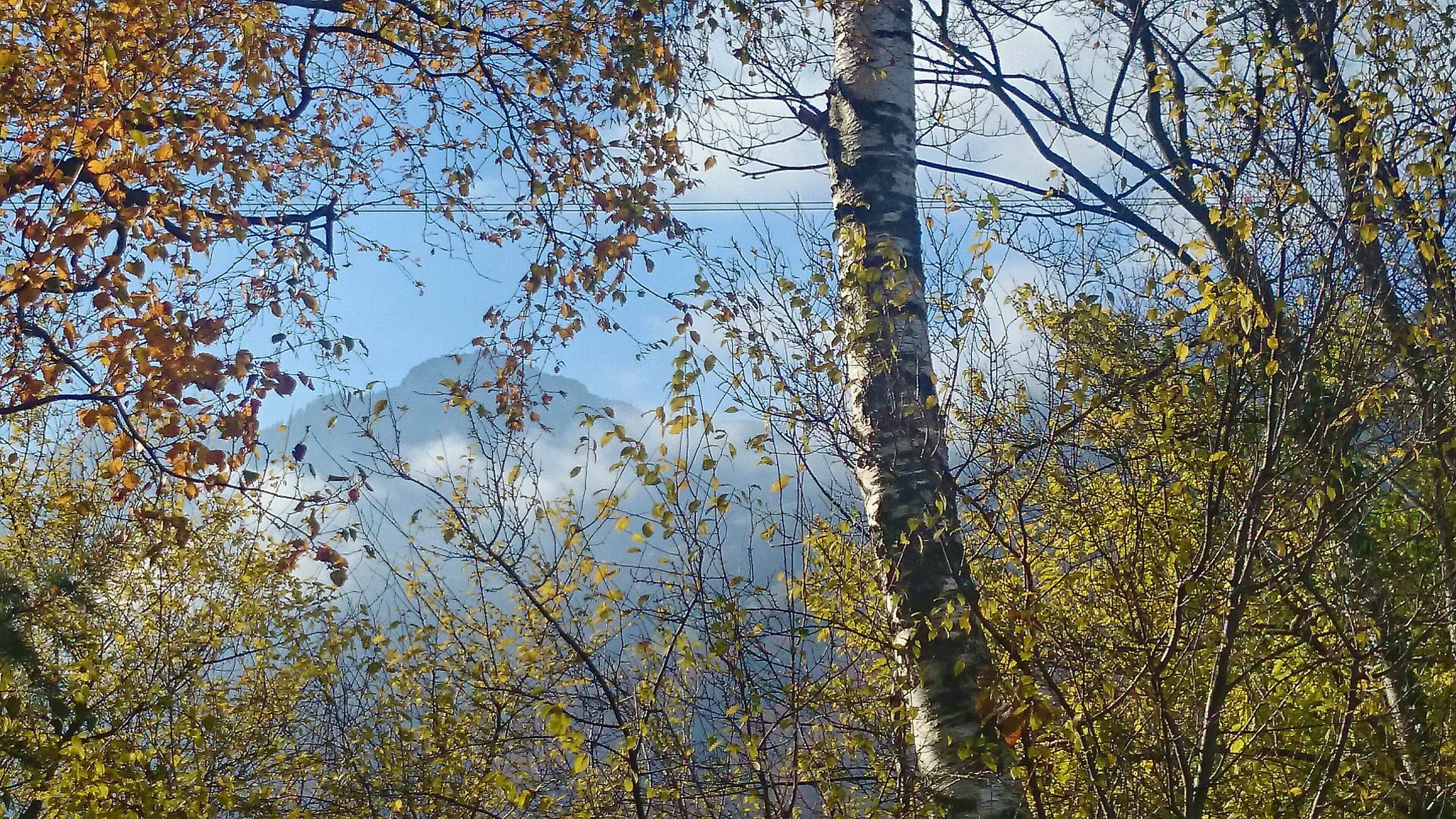 coniferous tree, beauty in nature, low angle view, tree canopy, autumn, nature, land, growth, twigs, birch, tree, haze, 4K, thin, day, tranquil scene, HD Wallpaper
