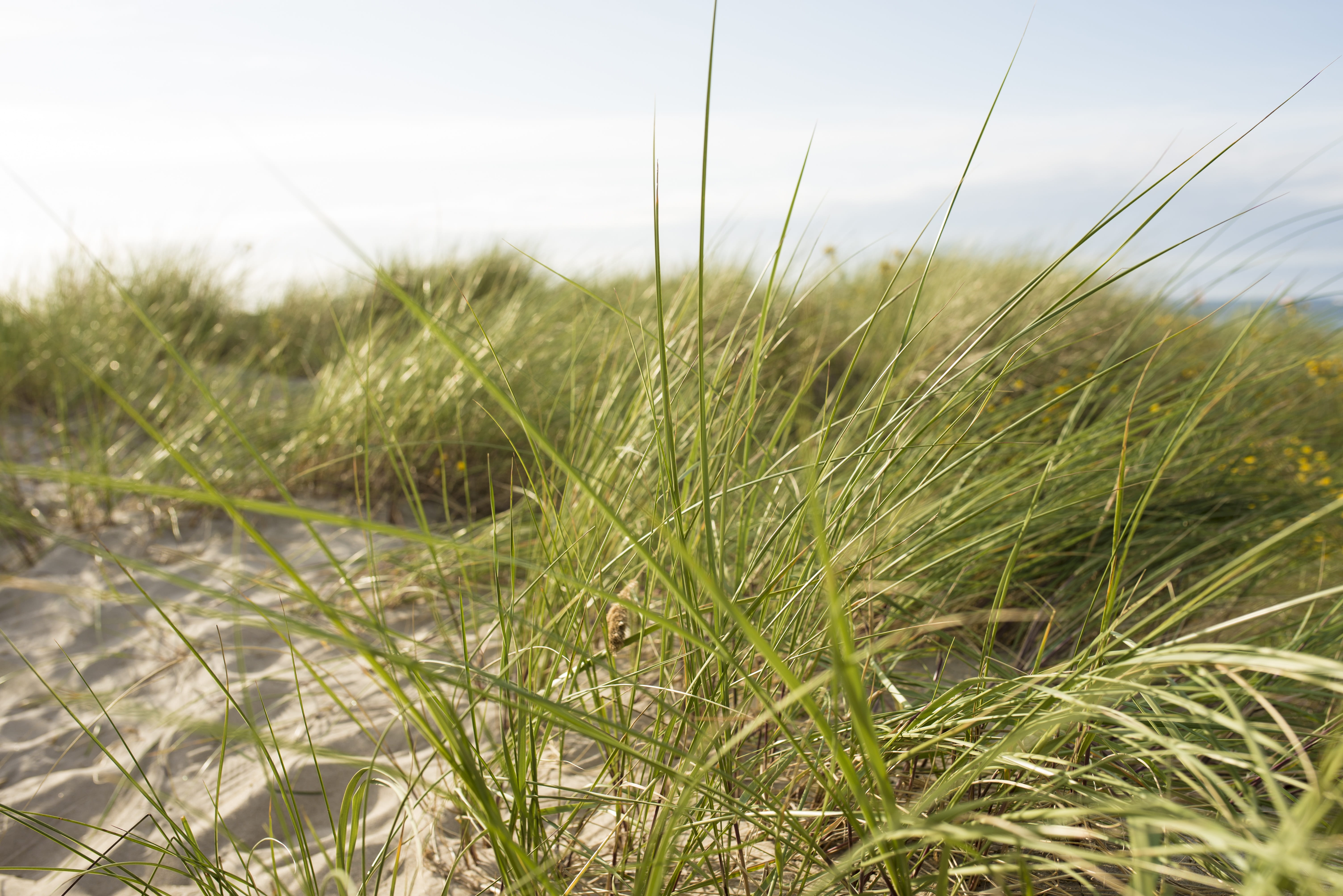 summer, plant, nature, sky, field, wind, crop, sea, mood, beauty in nature, sun, growth, environment, green color, close-up, tranquility, no people, selective focus, HD Wallpaper